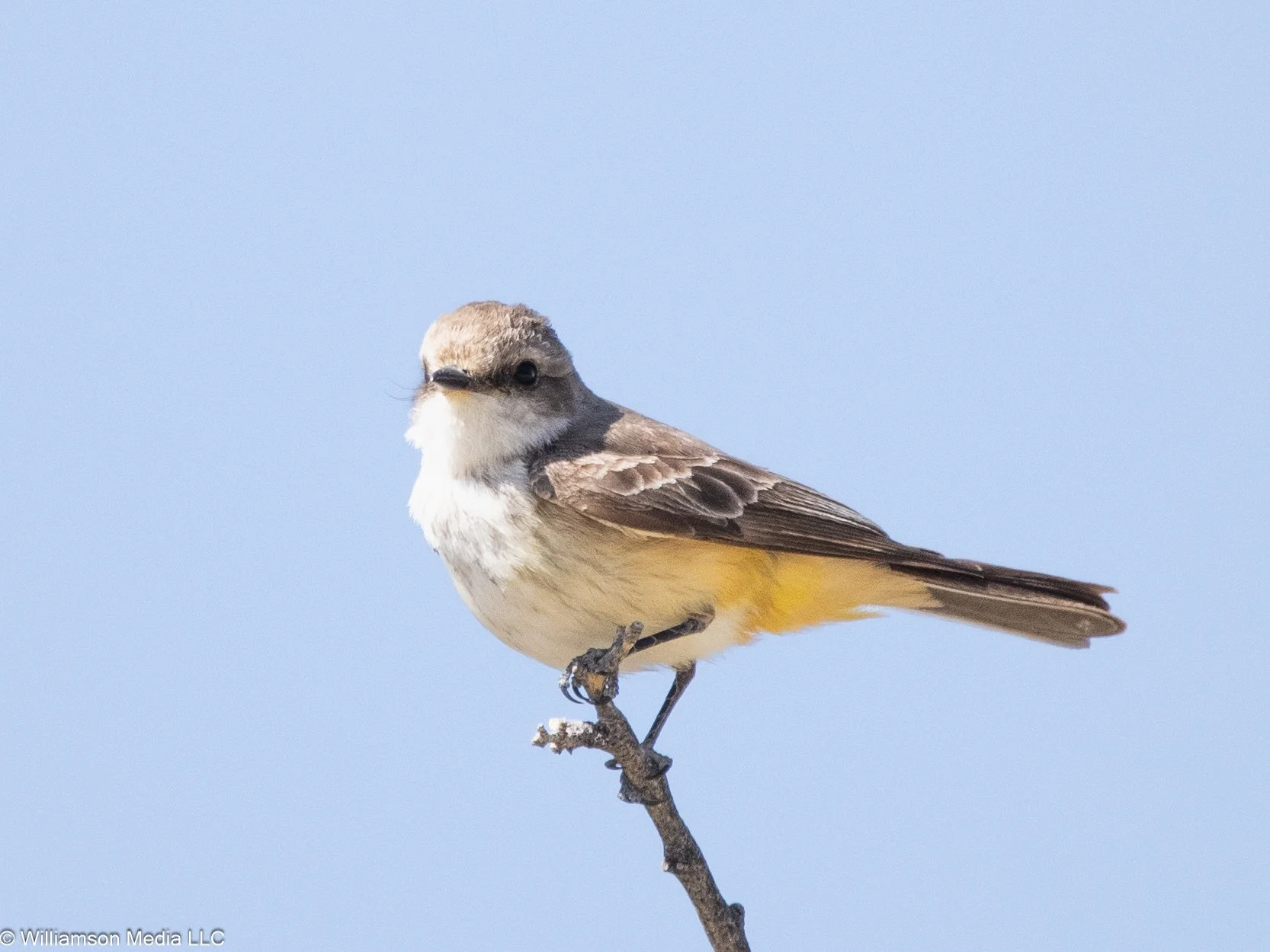 American Kestrel.jpg