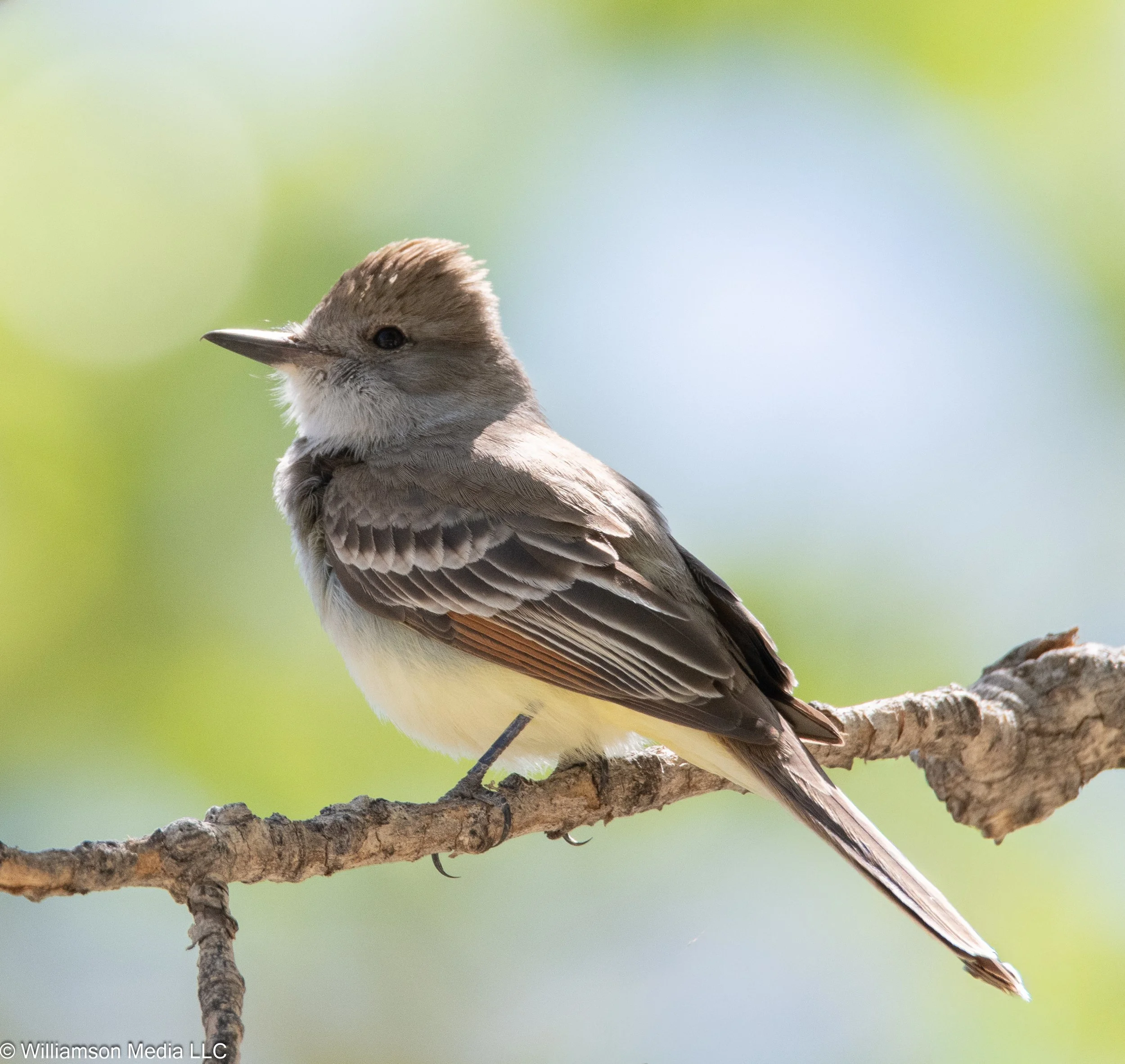 Ash-throated Flycatcher.jpg