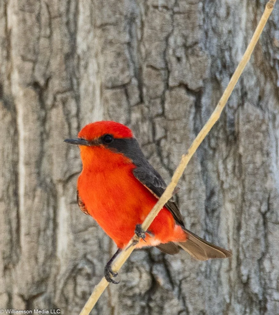 Vermillion Flycatcher.jpg