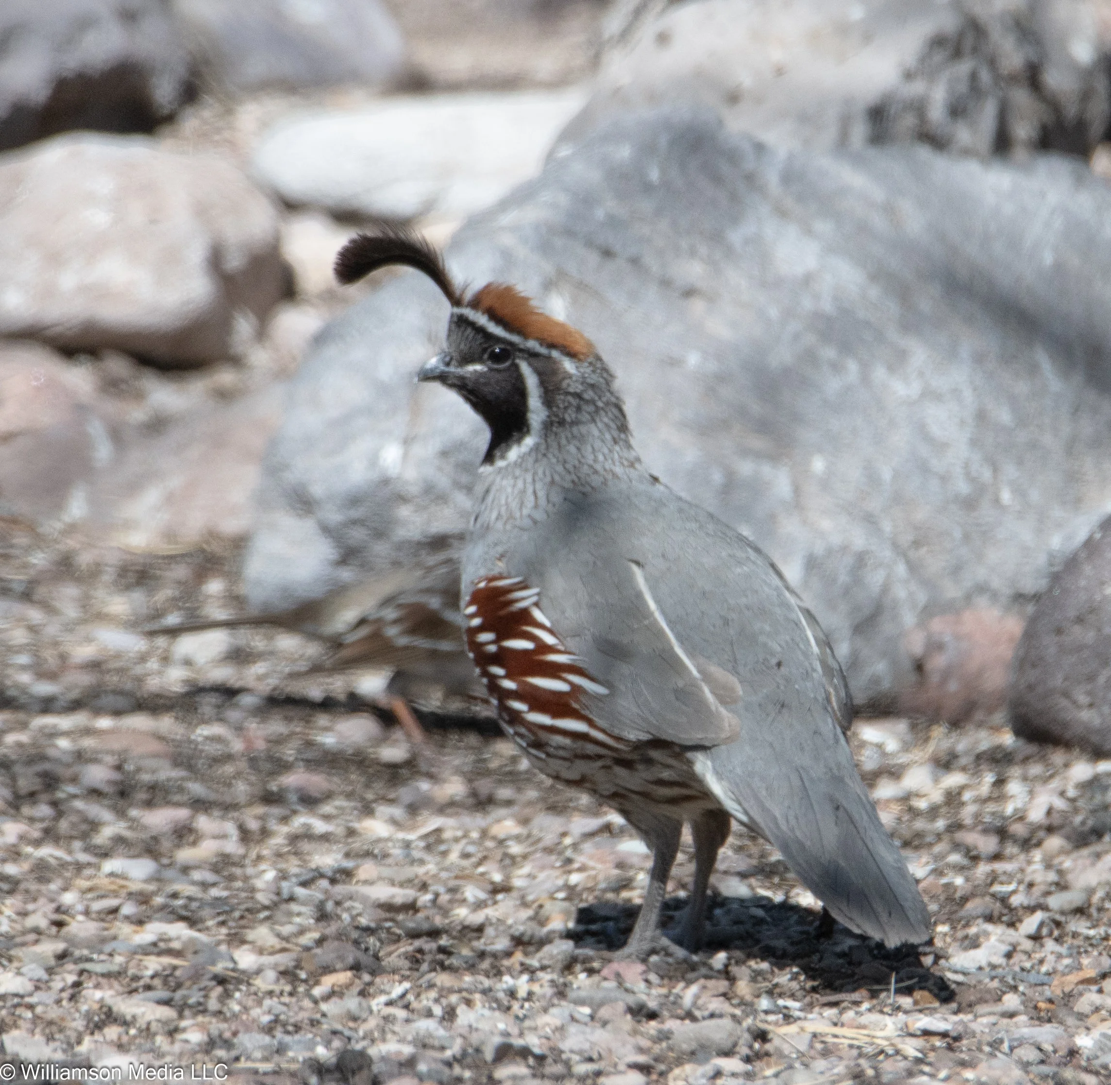 Gambel's Quail.jpg