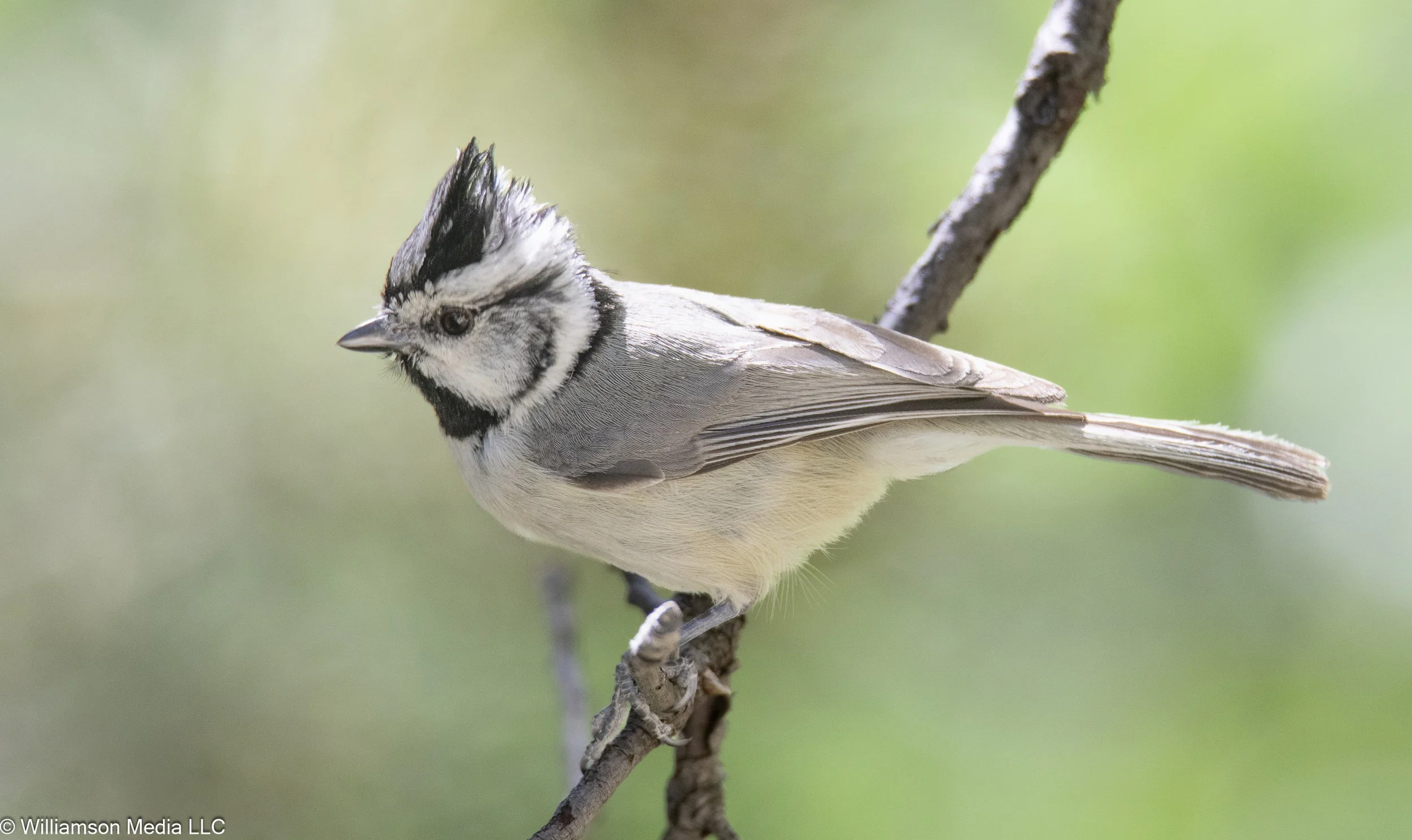 Bridled Titmouse.jpg