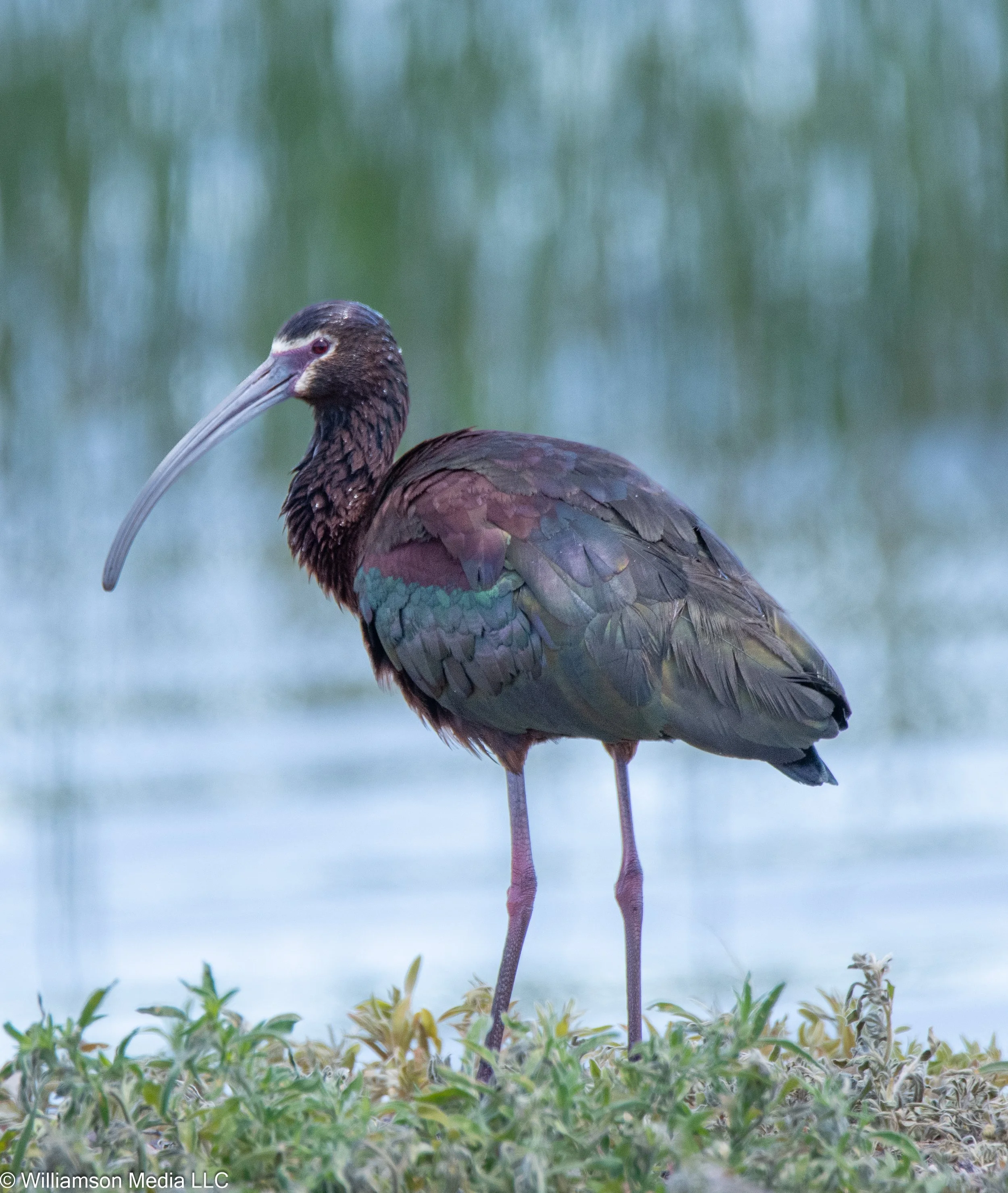 White-faced Ibis.jpg