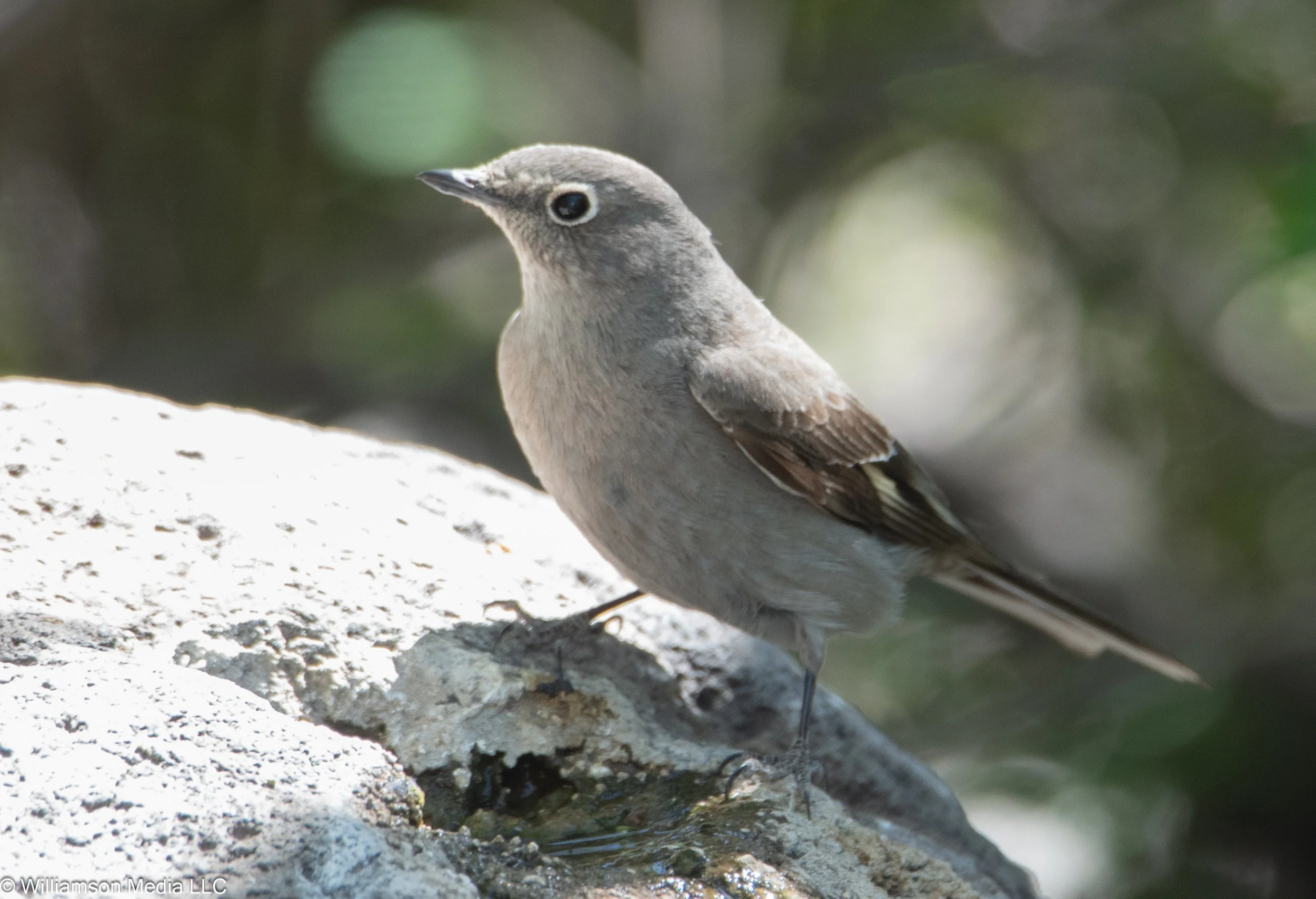 Townsend's Solitaire.jpg