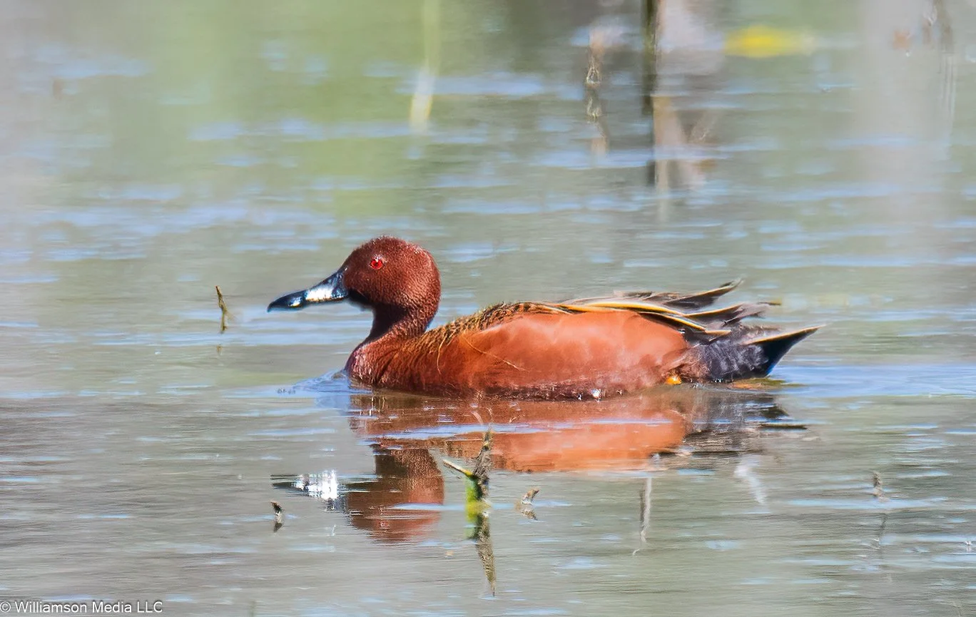 Cinnamon Teal.jpg