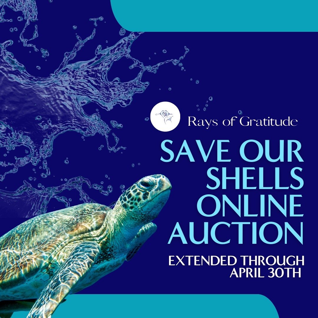 Dive into compassion and make a splash in conservation! 🐢 The Save Our Shells Online Auction has been extended through April 30th! Every bid counts in supporting our mission to protect sea turtles and their habitats. Join us in making a difference f