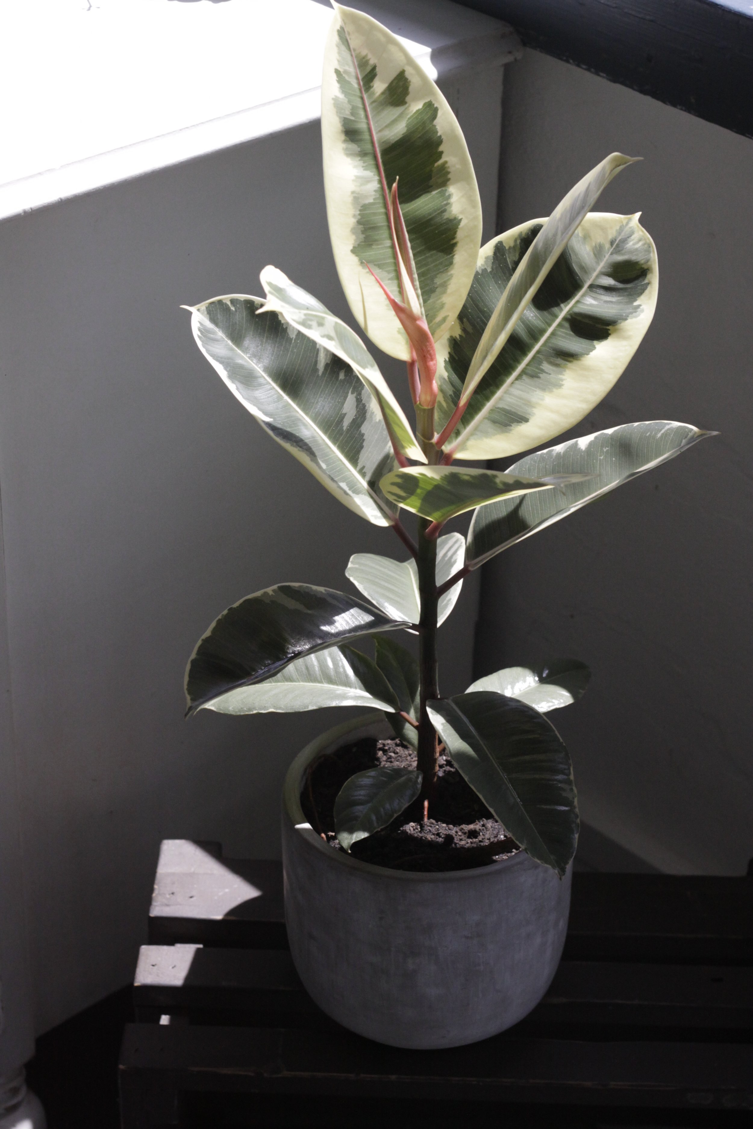 Ficus Tineke