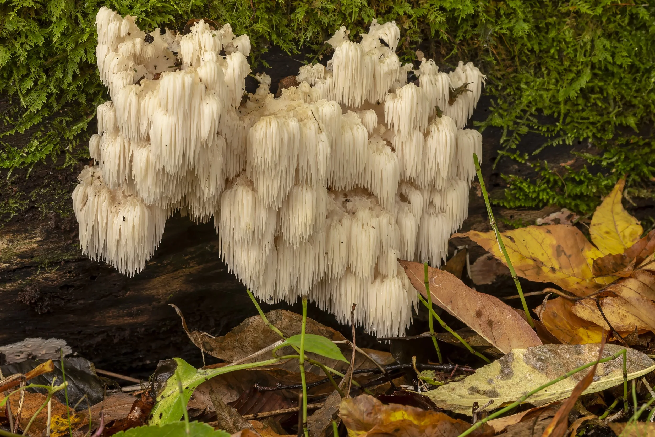 The “Smart” Mushroom: Unlocking the Potential of Lion's Mane