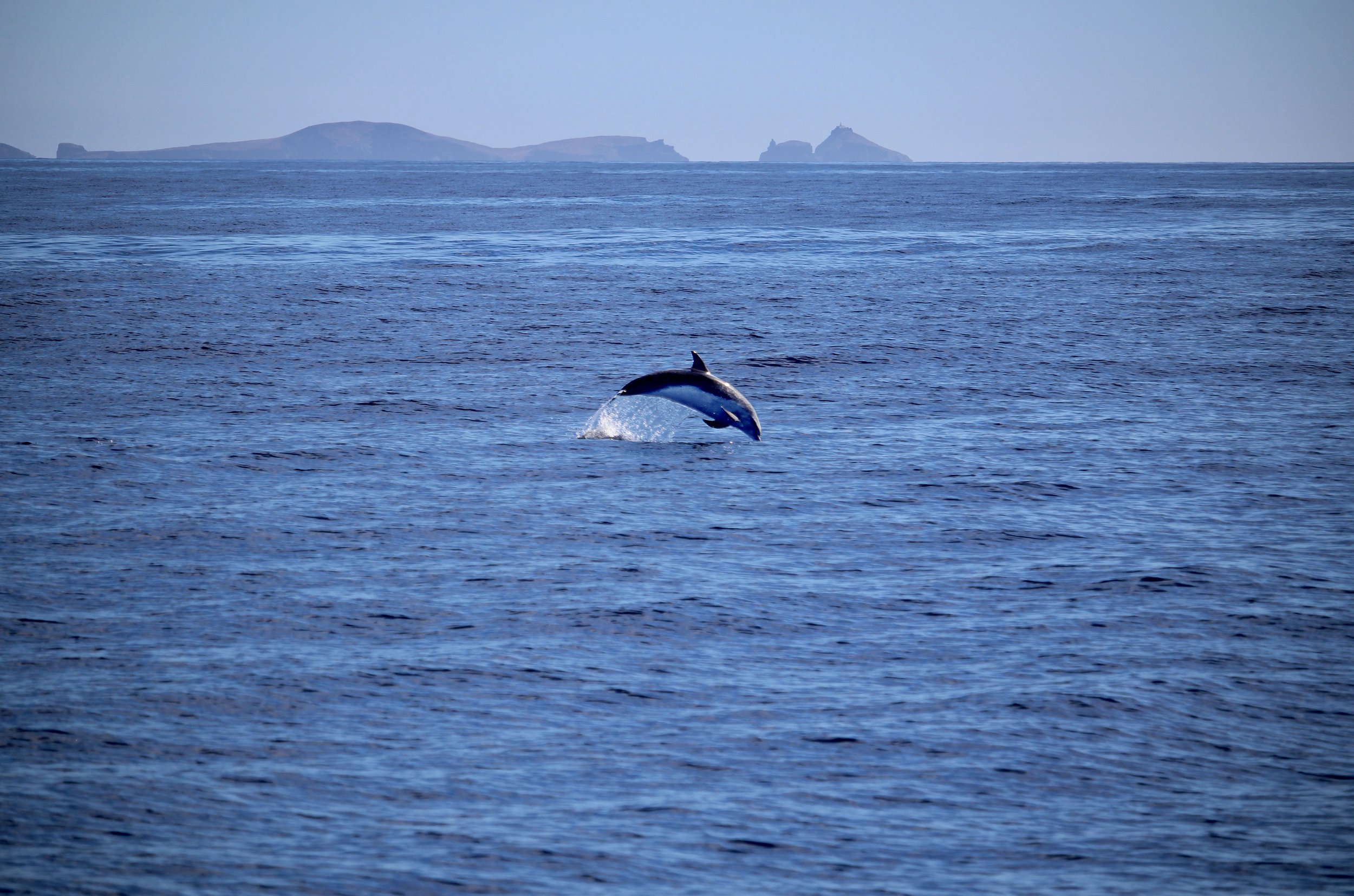 IMG_9154 copy.jpg