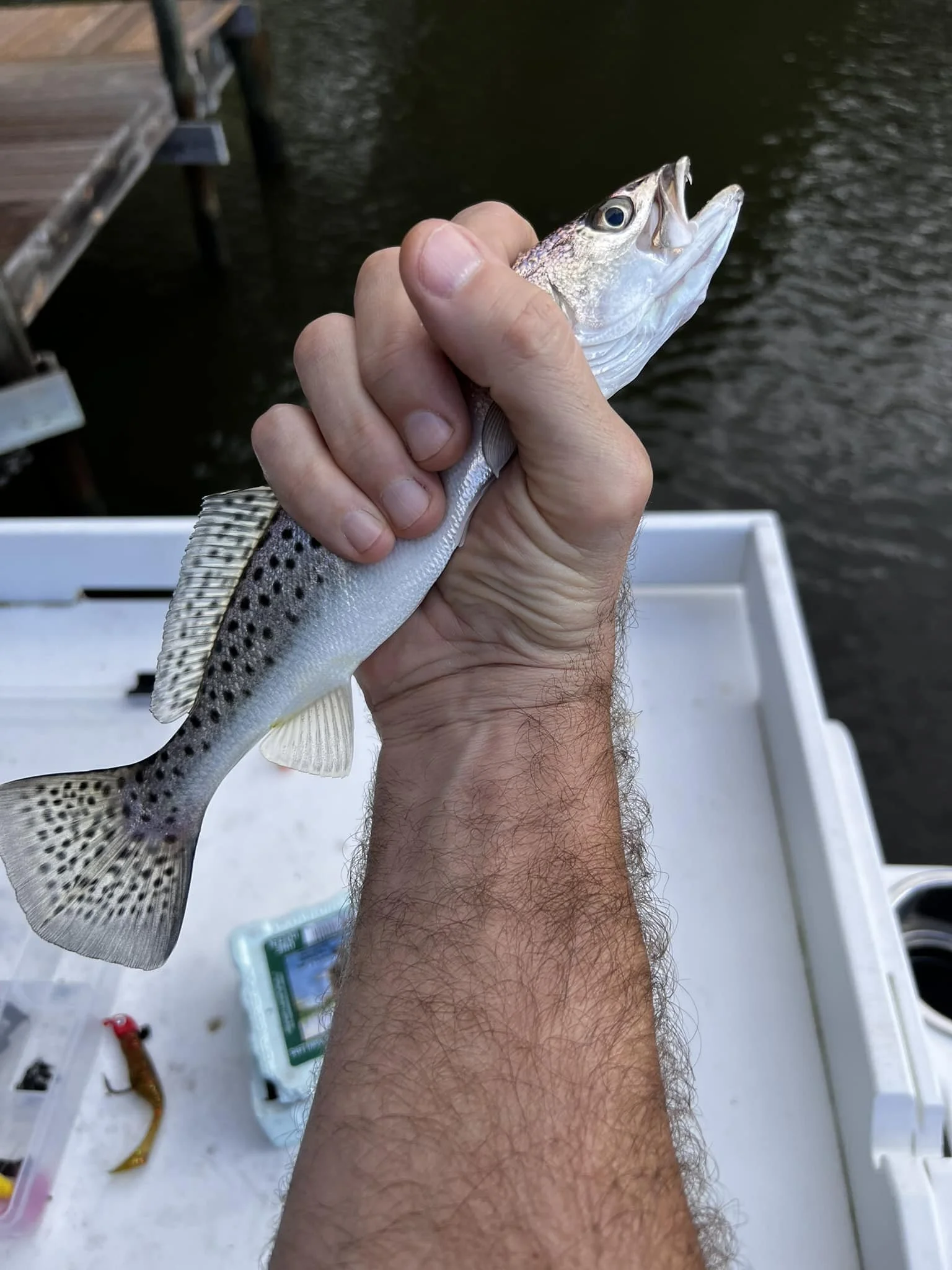 Caught this absolute monster🐋 yesterday while Stephanie was napping by the fire🔥.

One of my passions is to provide for my family!  Well, once again, I stepped up and my family will have sustenance for the foreseeable future💪