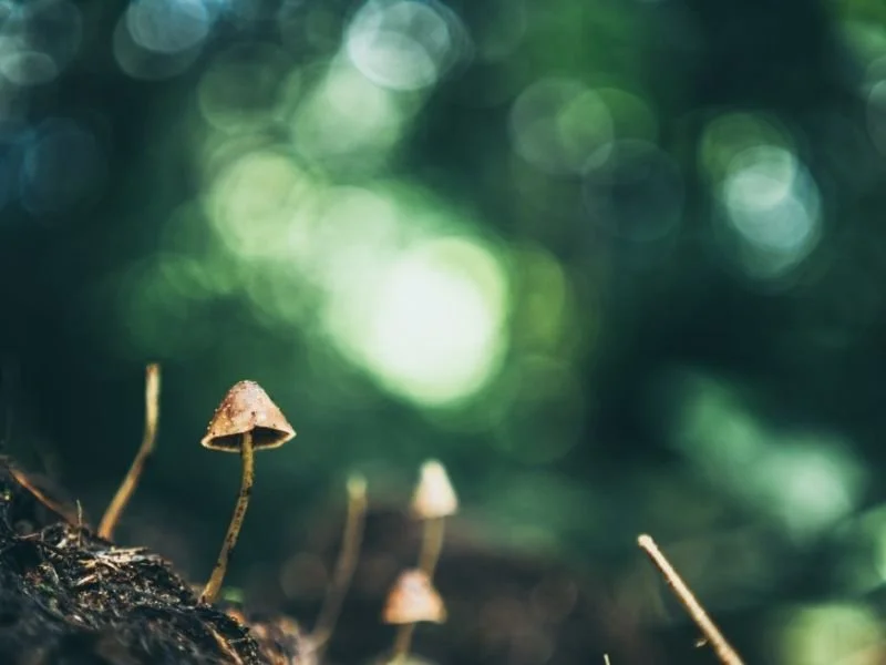 Psilocin vs psilocybin: key differences and their effects explained