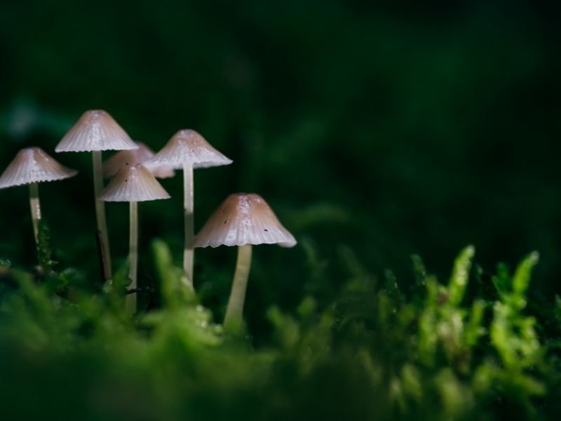 Does psilocybin show up on a drug test?