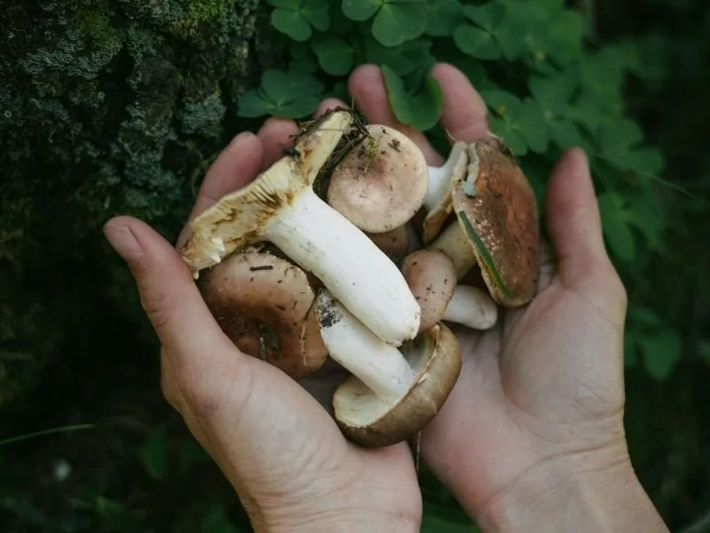 Understanding the healing potential of mushroom retreats
