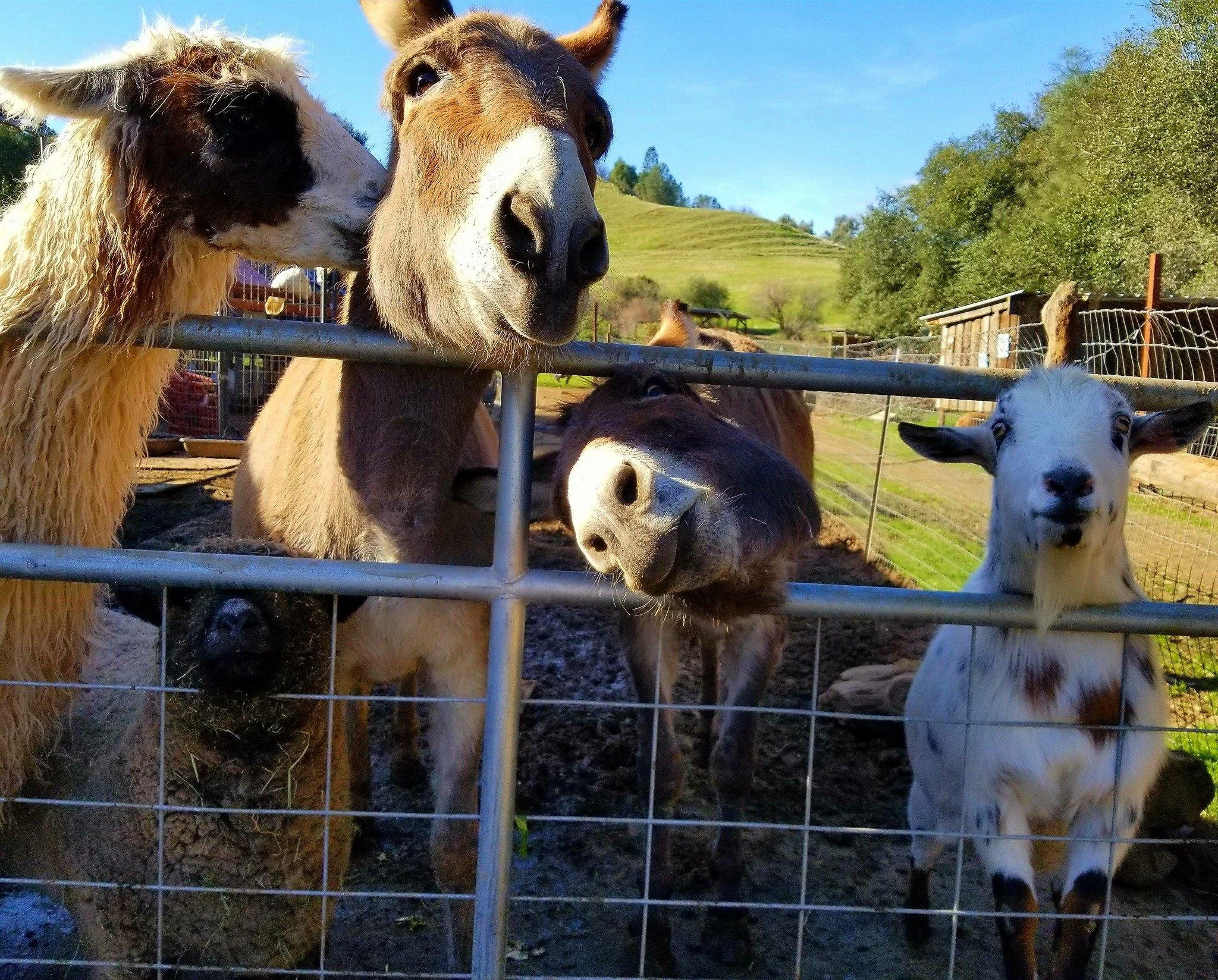 Our Animals — Lucky Ones Ranch