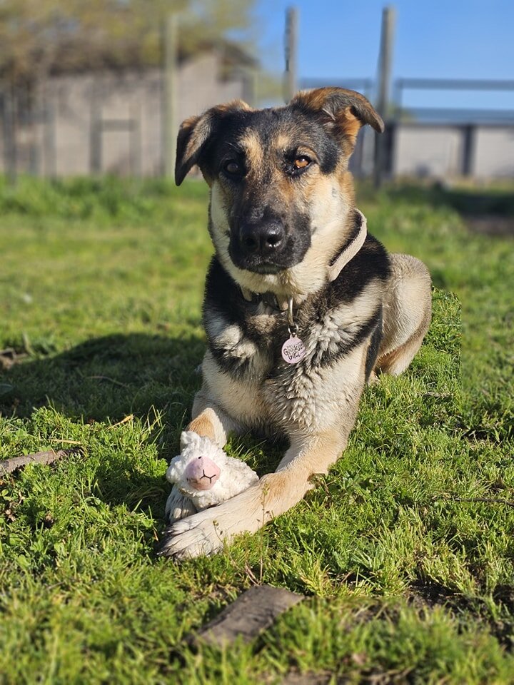 Goodest Girl,  Abby!

Well, that's what her ID tag says, anyway. 😆 

We're hoping that one day she will be able to be amongst the pack.  I have a talk with her every day about her behavior and how much fun it would be for her to play with everyone. 