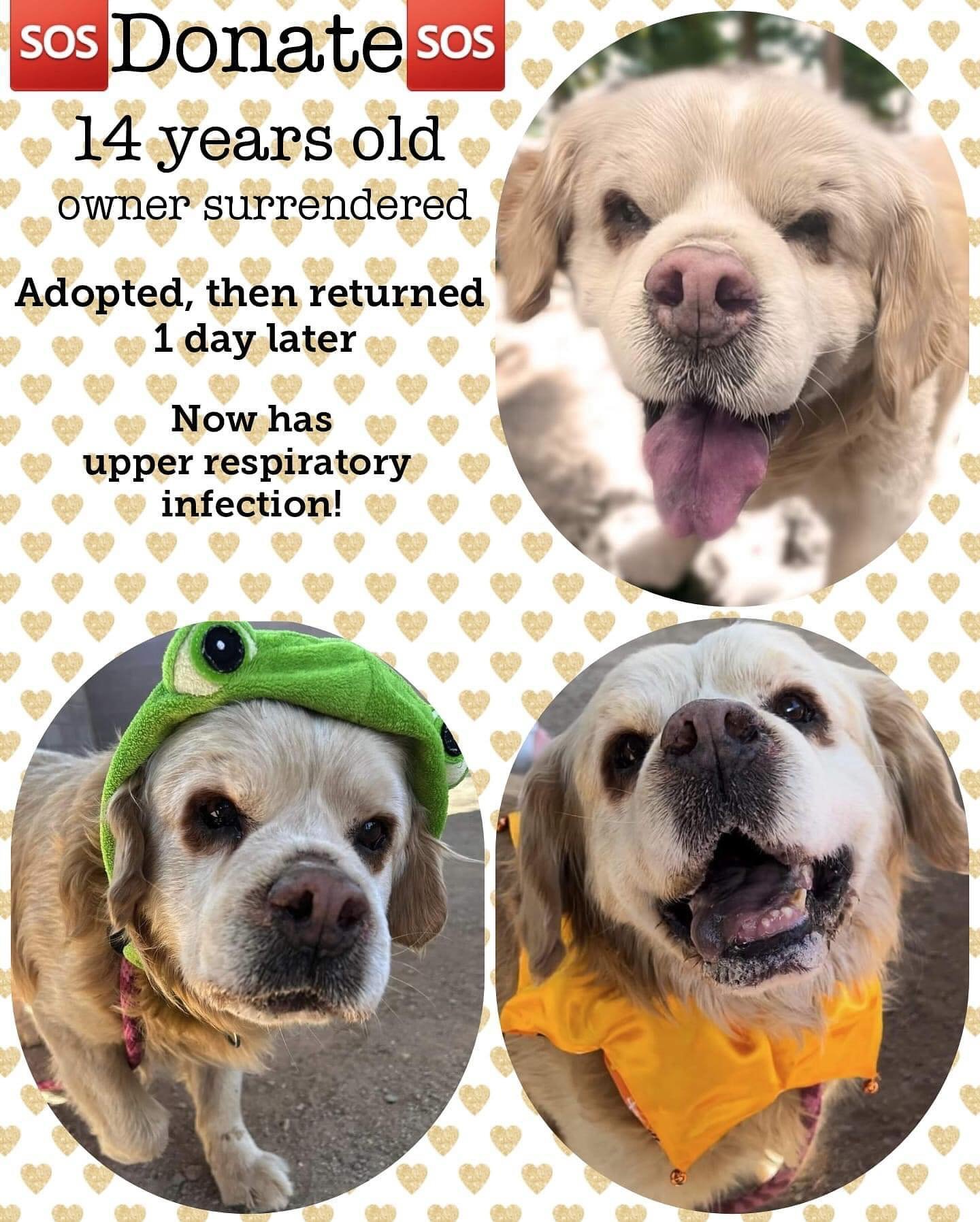 Oh my goodness!!! 😍😍😍

This sweet 14 year old boy needs our help.  His sweet face reminds us of Henry and we would like to rescue him in Henry&rsquo;s memory. 

His owner was court ordered to surrender him. And for about two weeks, this sweet old 