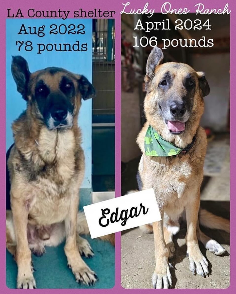 An amazing before and after of Edgar!

It&rsquo;s difficult to even see that this is the same dog in the photos. We rescued Edgar in September 2022 from the Los Angeles County shelter. He was emaciated at 78 pounds and very, very ill. 

He had an ant