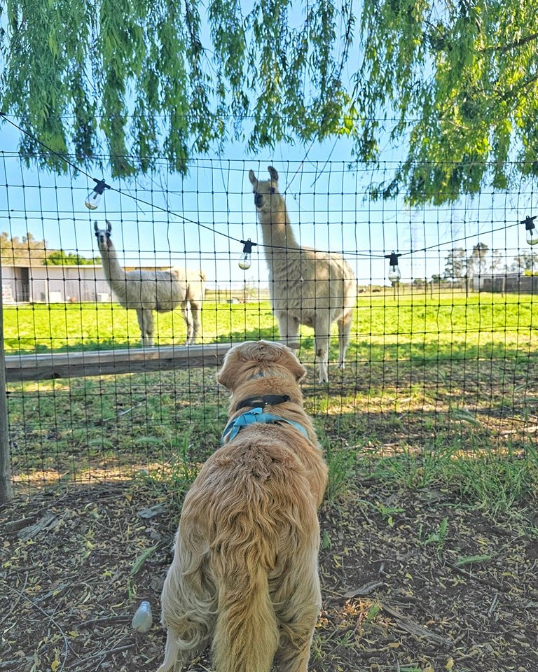 🐾 Junior: &quot;Ummm... Where da heck am I?&quot;

Us: You're home!!