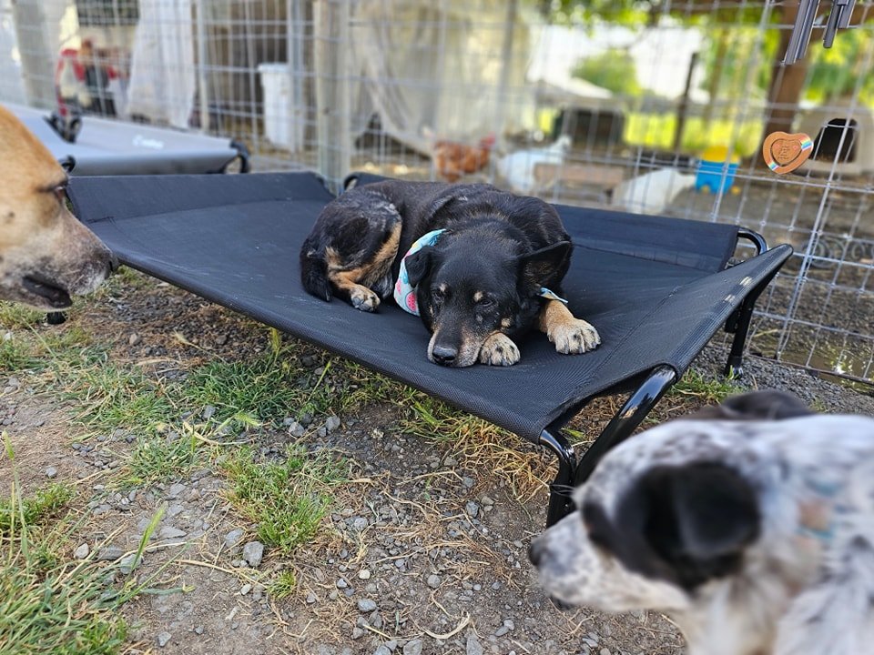 Cake enjoying one of the new elevated beds that we purchased for the ranch dogs.  Last night,  Cake refused to go inside to sleep.  I have had to leash him up to bring him inside.  But last night, he made it clear that he wanted to sleep outside.

So