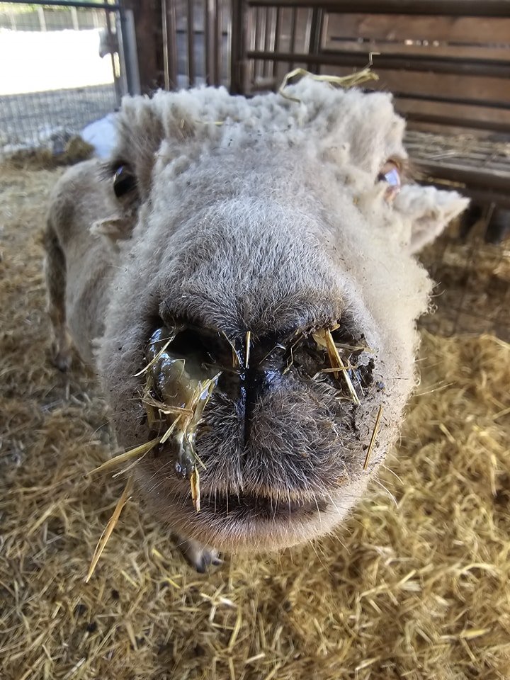 Who else has terrible allergies?? 🤧😪

This time of year,  we have to wipe Maggie's nose at least once a day! Unfortunately,  there's no allergy medicine for sheep. So she gets a warm washcloth to the nose every morning!