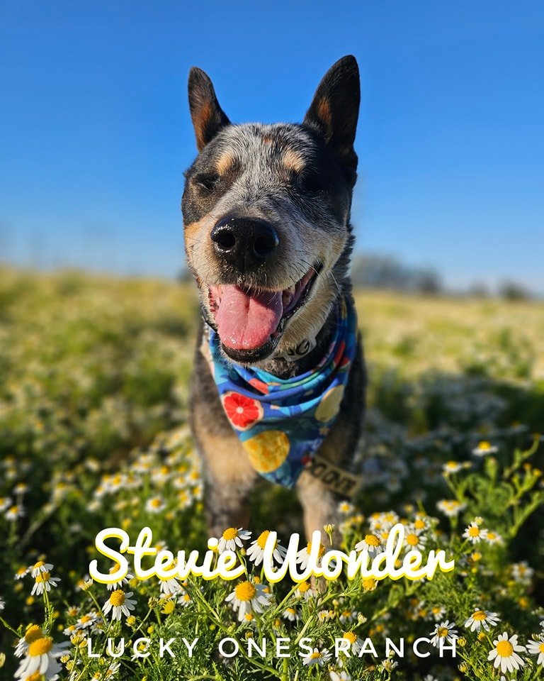 This is Stevie Wonder! 😎

Stevie is blind... he has no eyes.  He is one of several dogs that we fostered for Helping Herders Rescue and ended up keeping. 😆  But in our defense, we fostered 12 and kept 3 dogs (Stevie, Mikey, Leyla)....4 dogs if you 