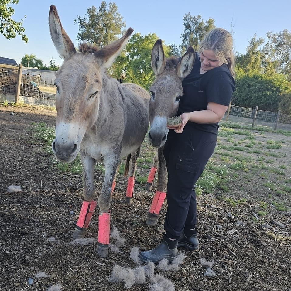 Who wants to hang out with our asses?? Actually.. it&rsquo;s a little more than hanging out. 

We are looking for more volunteers to come  help us take care of over 130 animals.  This is Shelby brushing our donkeys, Ziggy and Marley.  Prior to doing 