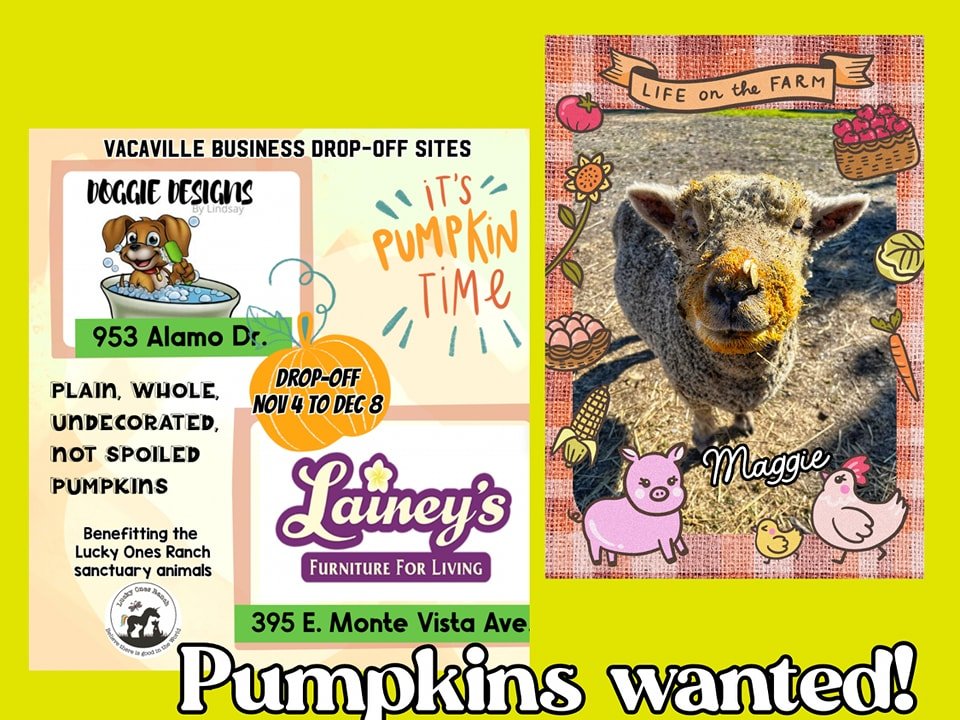 🎃🎃🎃🎃

Yes,  we are collecting your whole plain pumpkins for the livestock animals!

We have two VACAVILLE collection sites:

🐕🐾🛁 Doggie Designs 
💺🛏🪑 Lainey's Furniture 

Please look for the wooden crates in front of each business and leave 