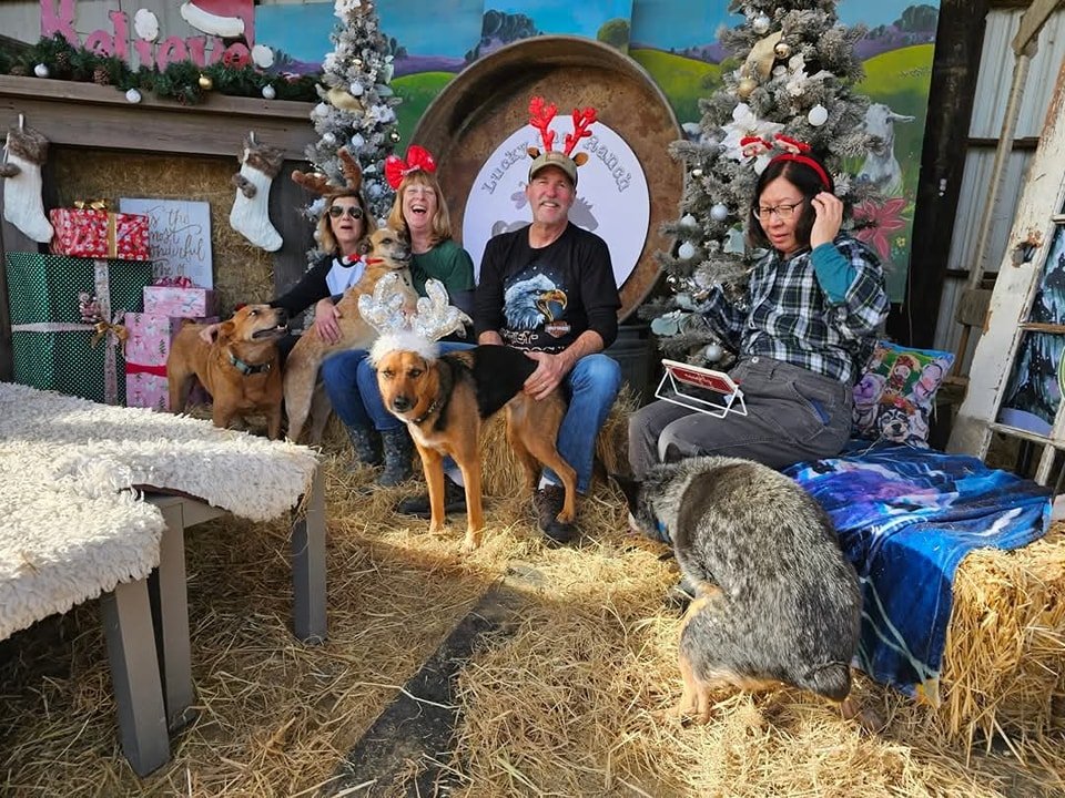 One year ago!

Best photo (💩) bomb by Bentley! 

He would have turned 18 years old this week.  We sure miss our spicy and grumpy original heeler. 🐾🌈

We are still working on our Holiday Photo scenery for festive pictures.  Dates and times to be an