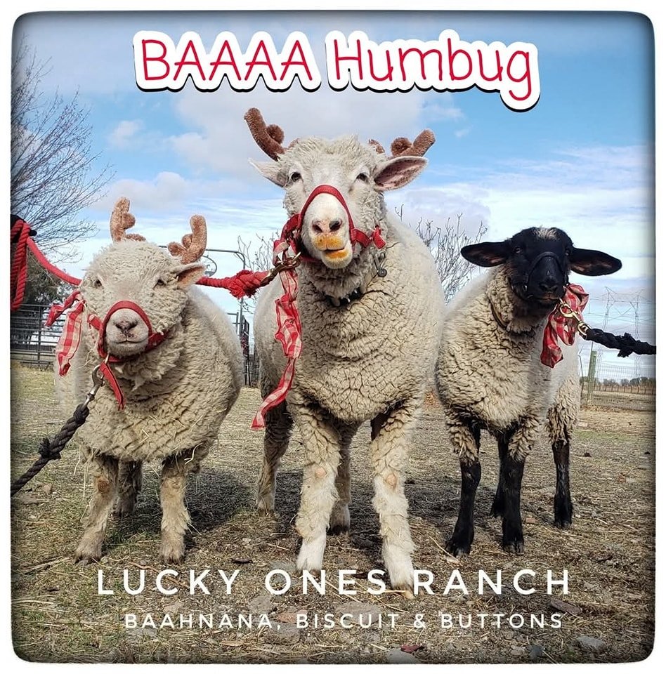 Did you order your Baa Humbug shirt?!
🎄❄️🐑🐑🐑❄️🎄

Order now!

https://www.bonfire.com/ewe-got-baa-humbug/