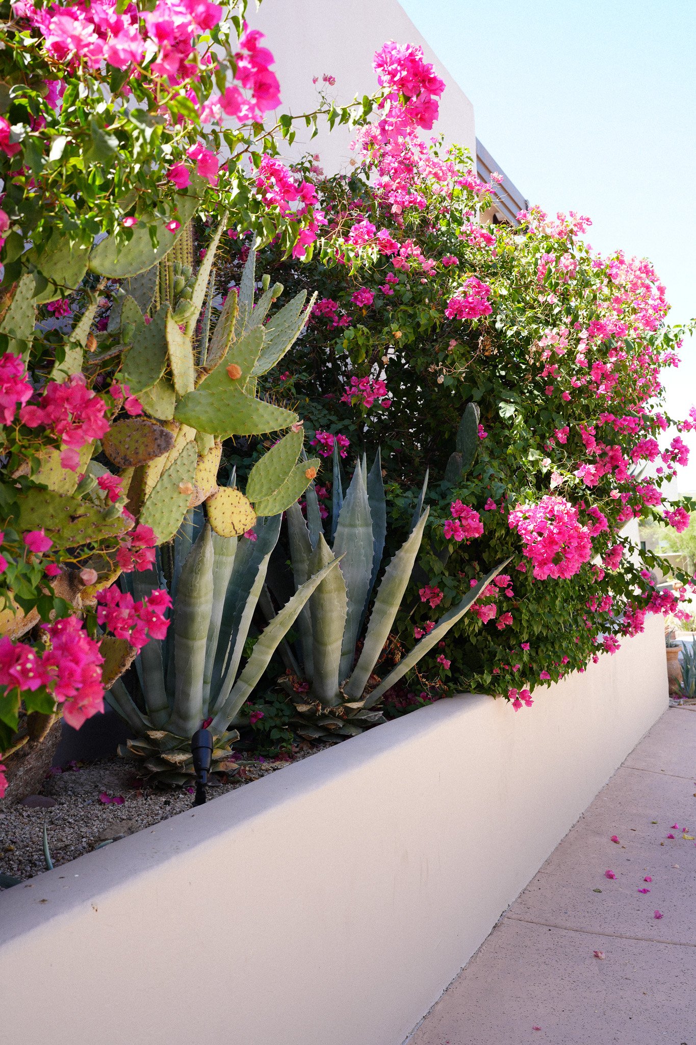 Civana Wellness Resort & Spa Flowers.jpg