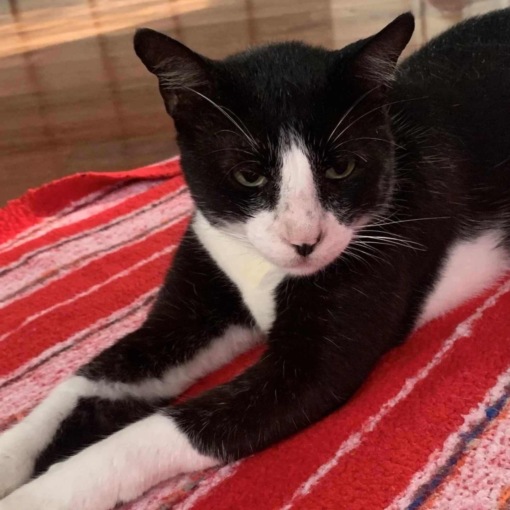 Ritual and the Black Cat