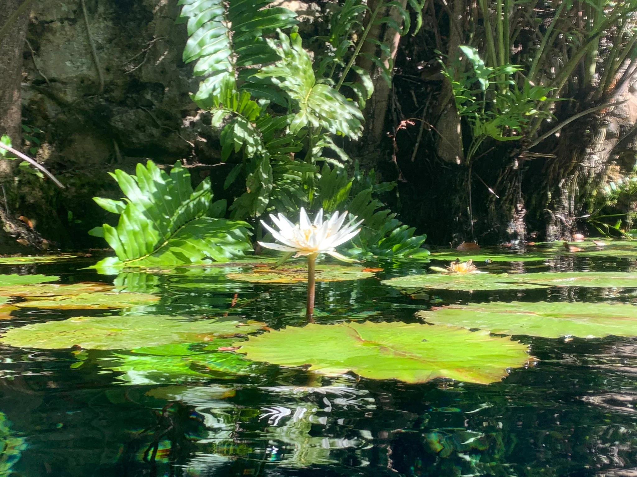 Where Your Attention Goes, Energy Flows