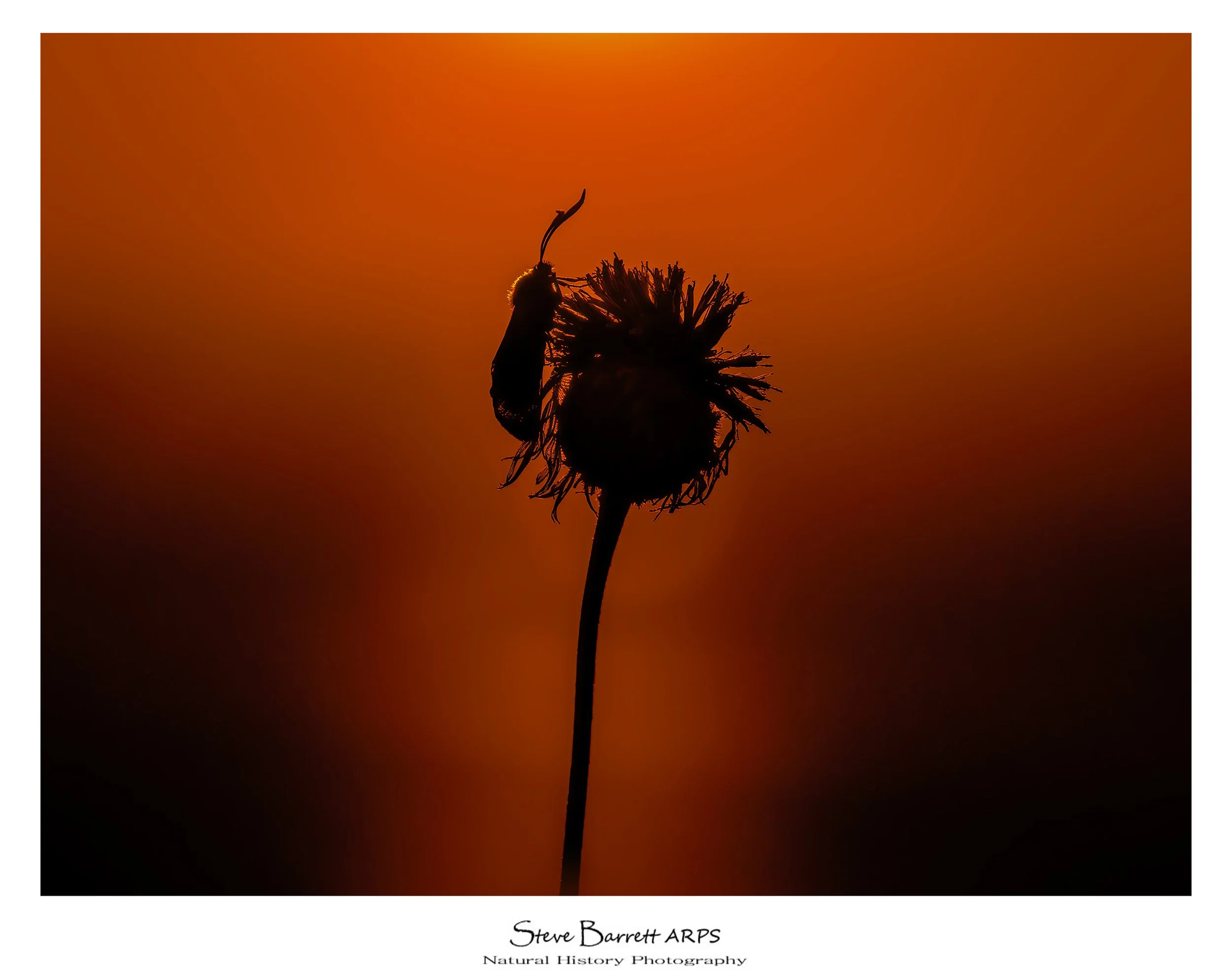 Six Spot Burnet Moth