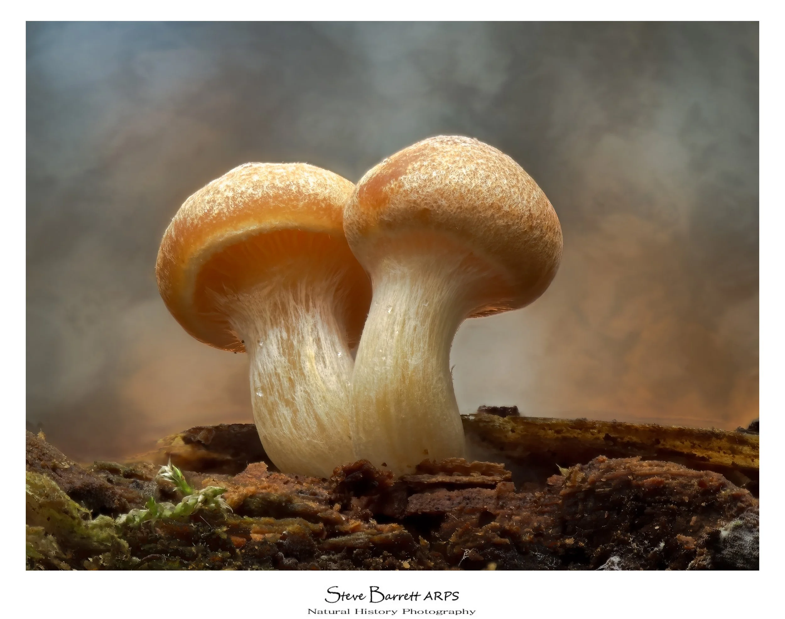 Gymnopilus spp