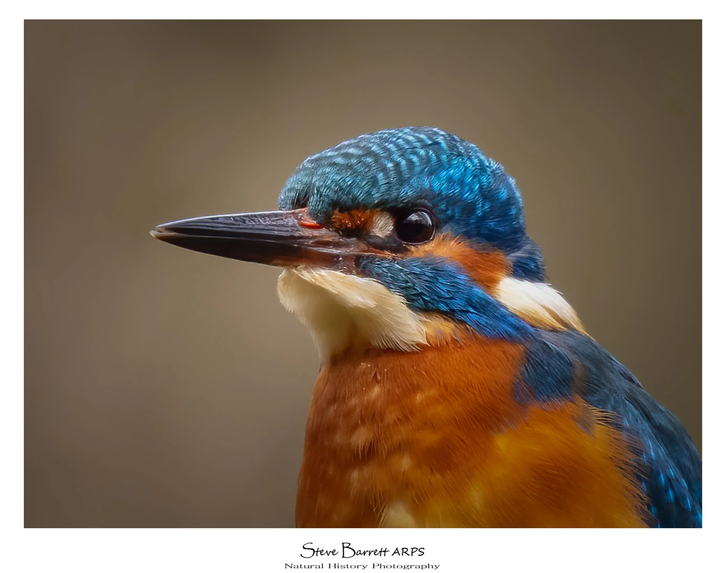 Kingfisher