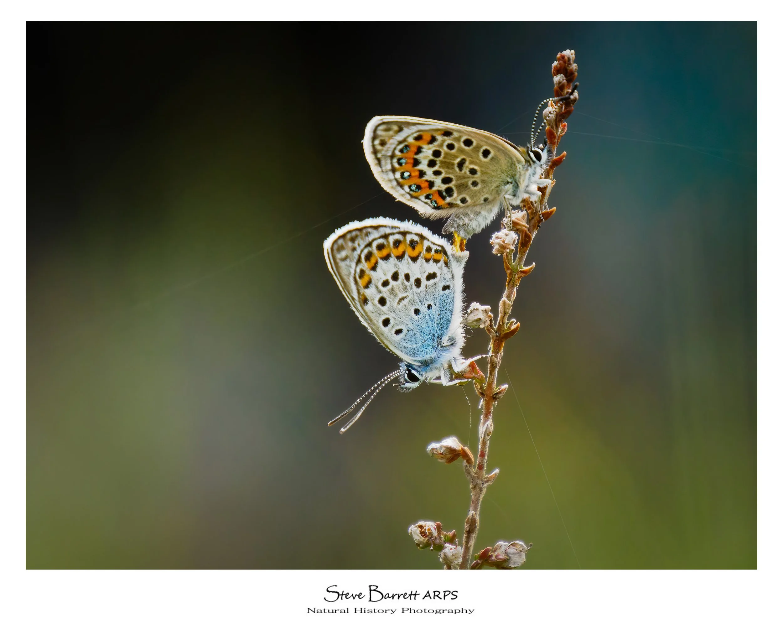Silver Studded Blue