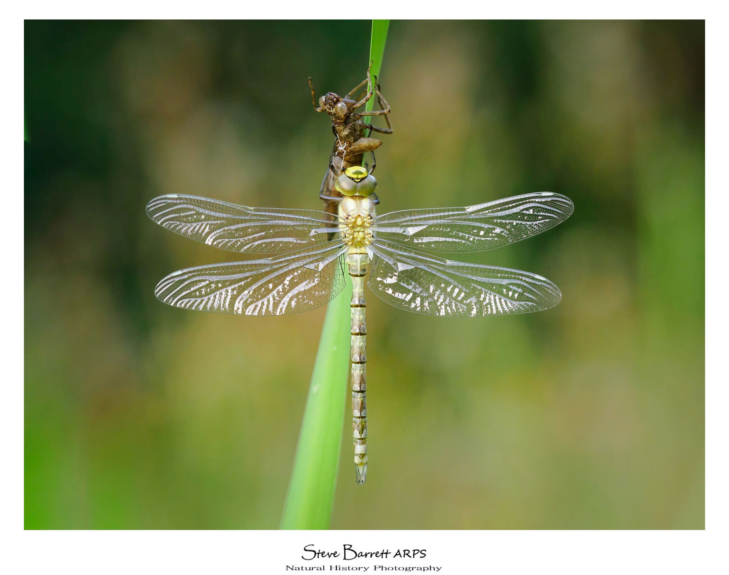 Southern Hawker