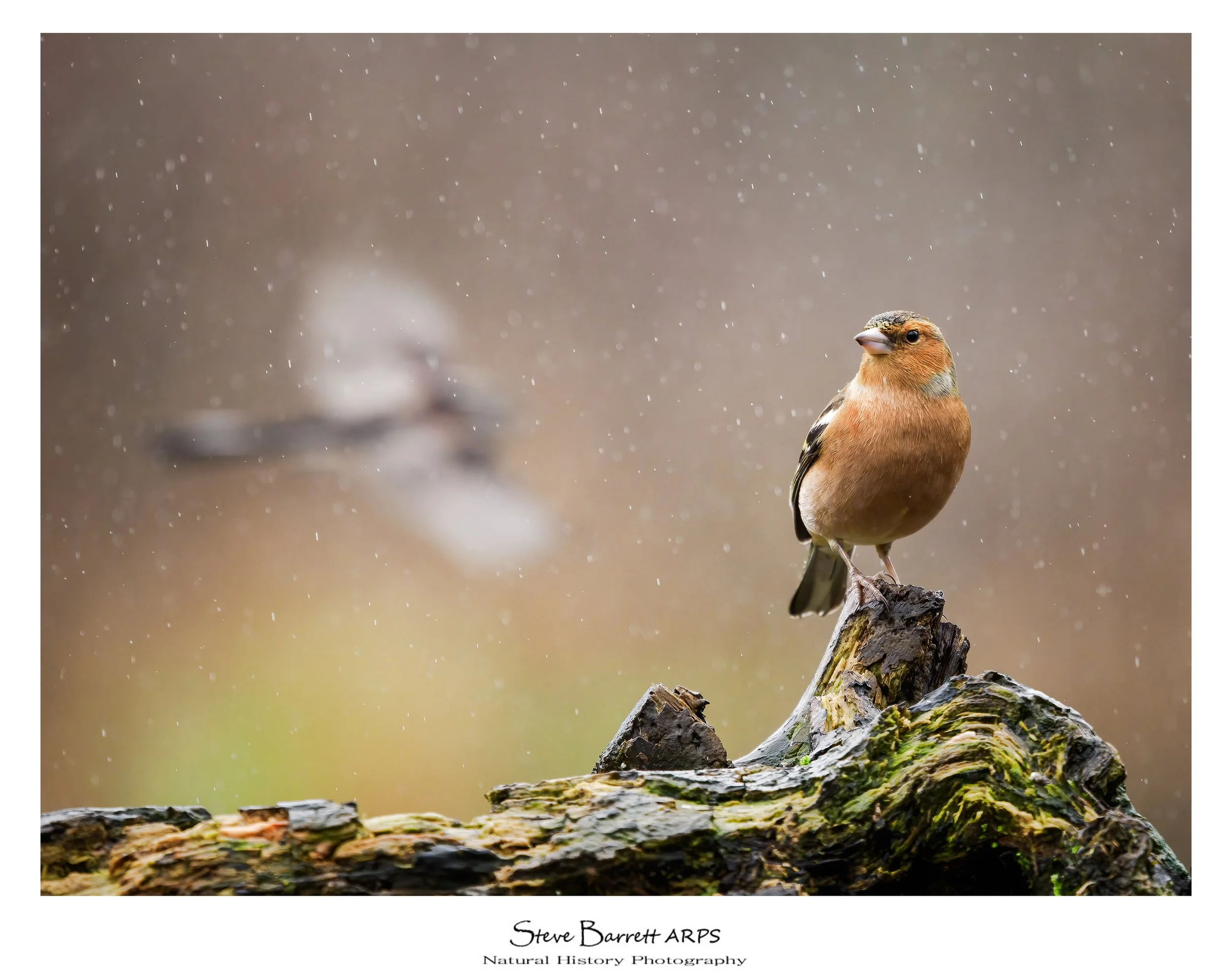 Chaffinch