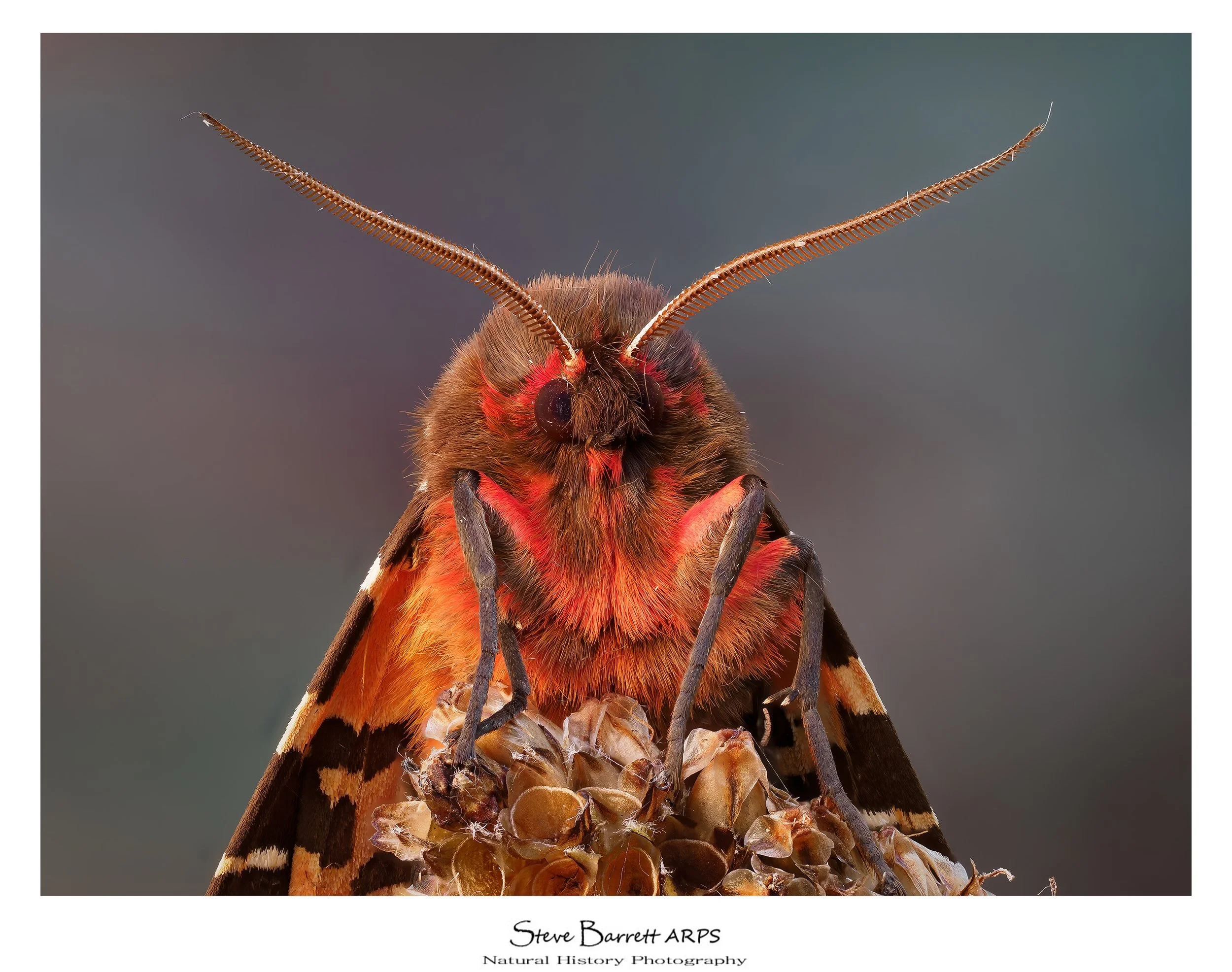 Garden Tiger Moth