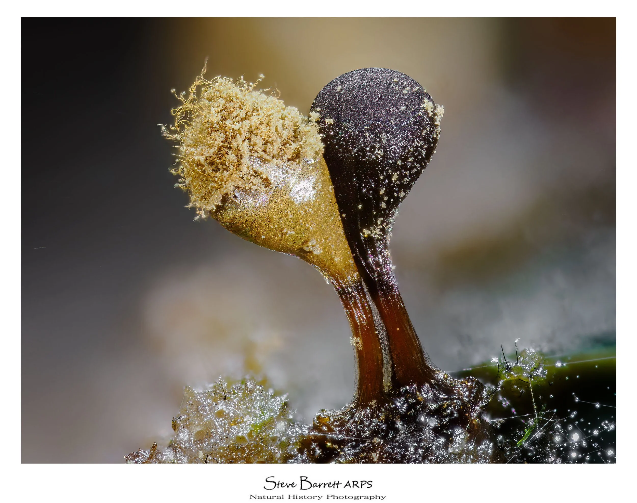 Slime Mold