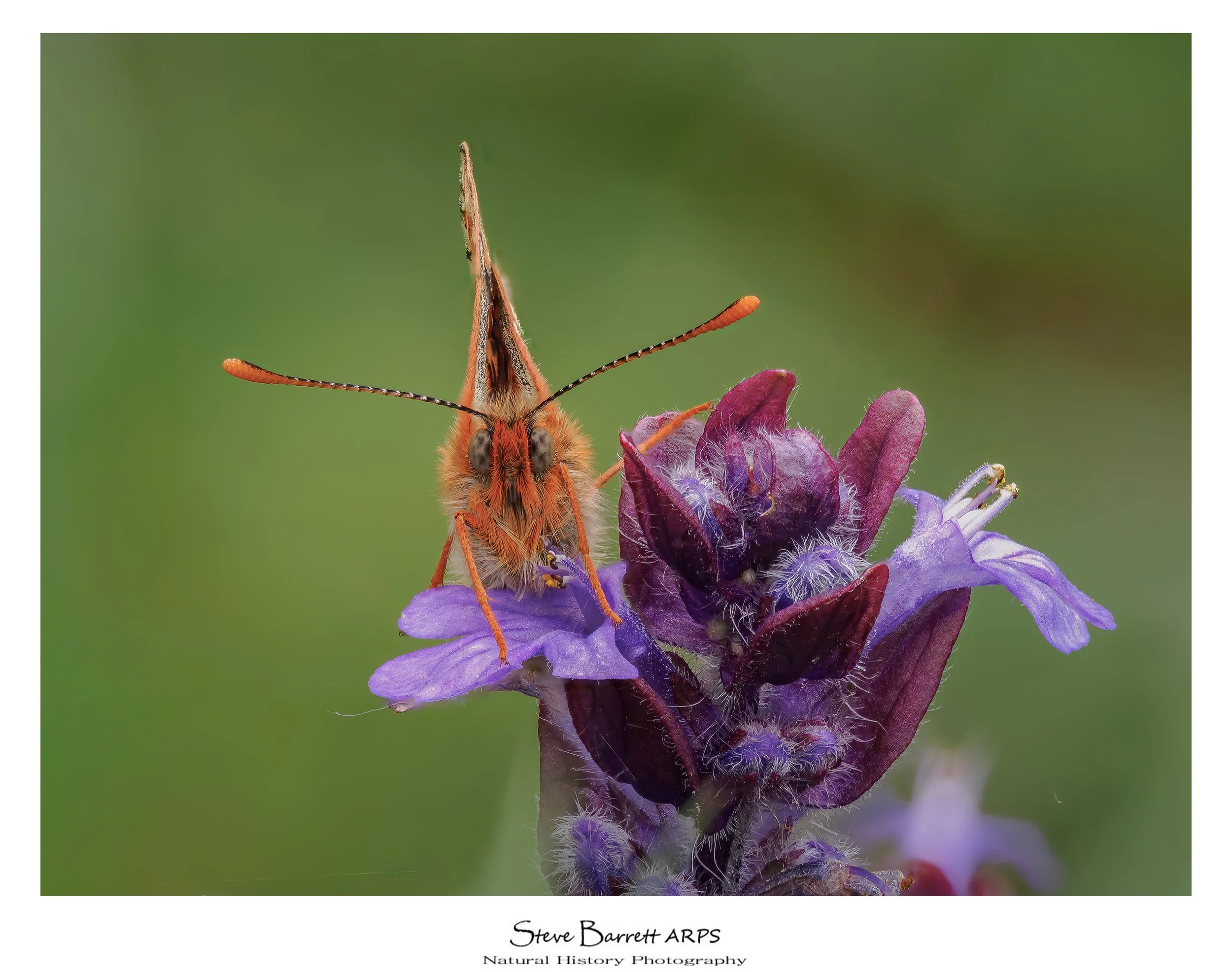 Marsh Fritillary