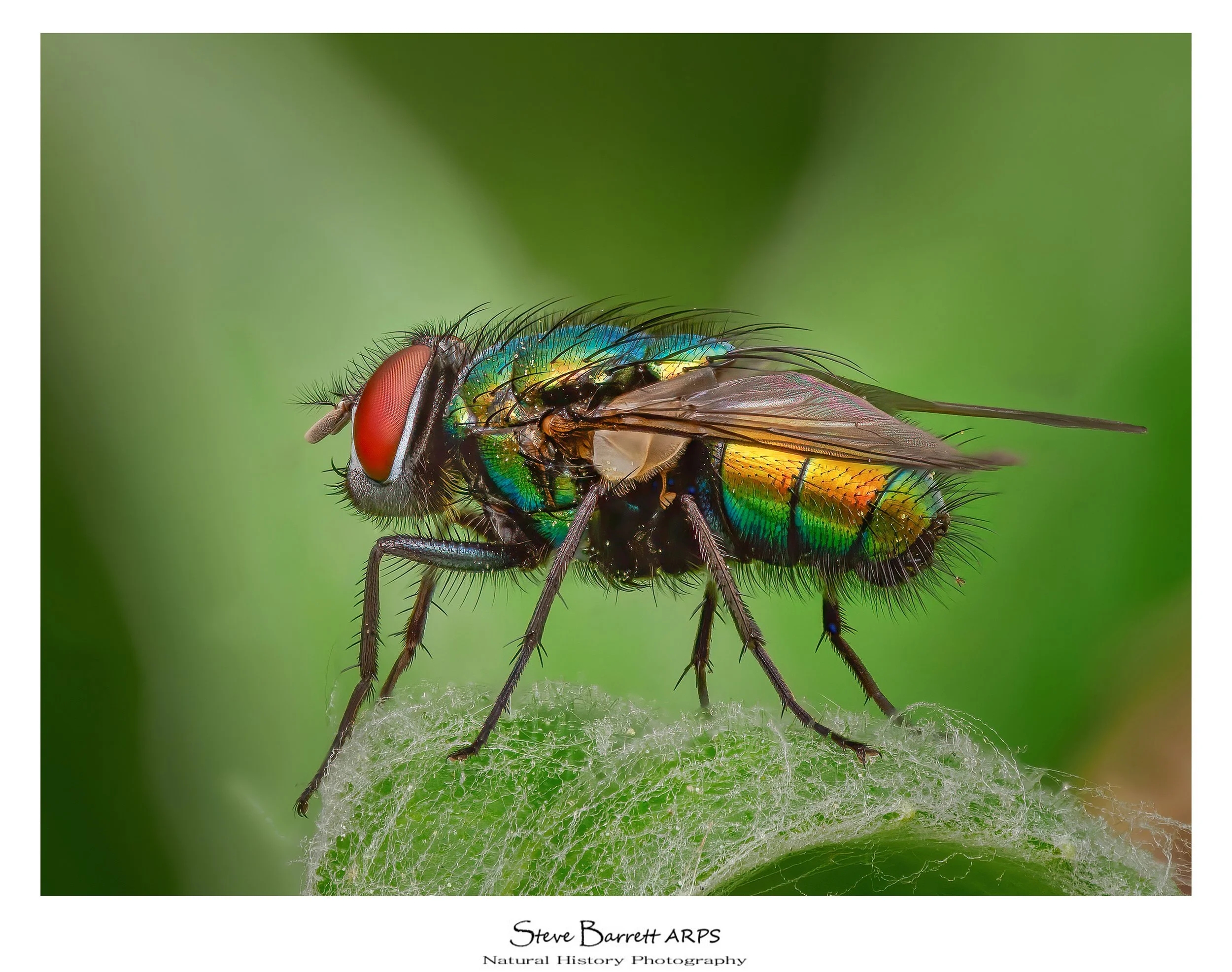 Green Bottle