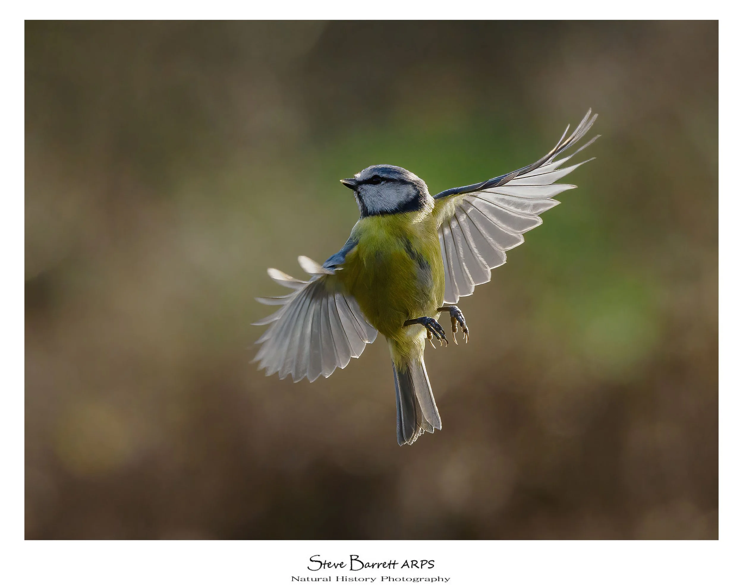 Blue Tit