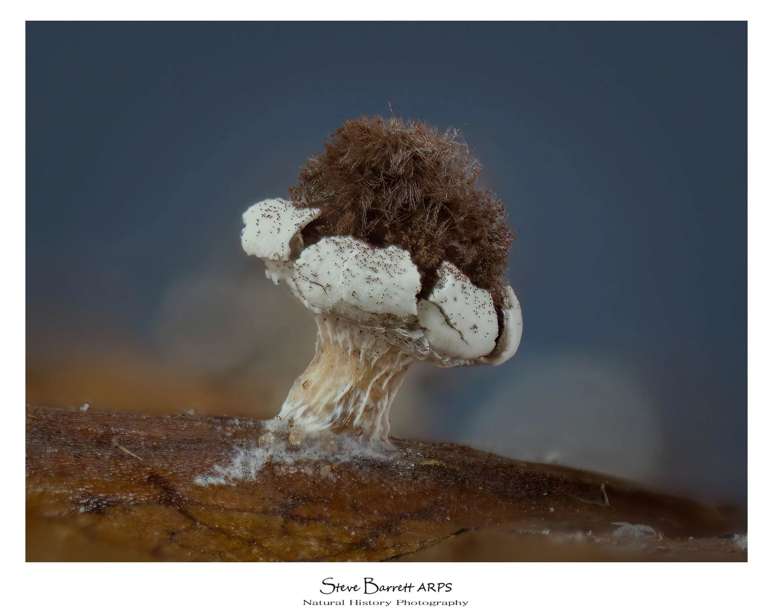 Slime Mold