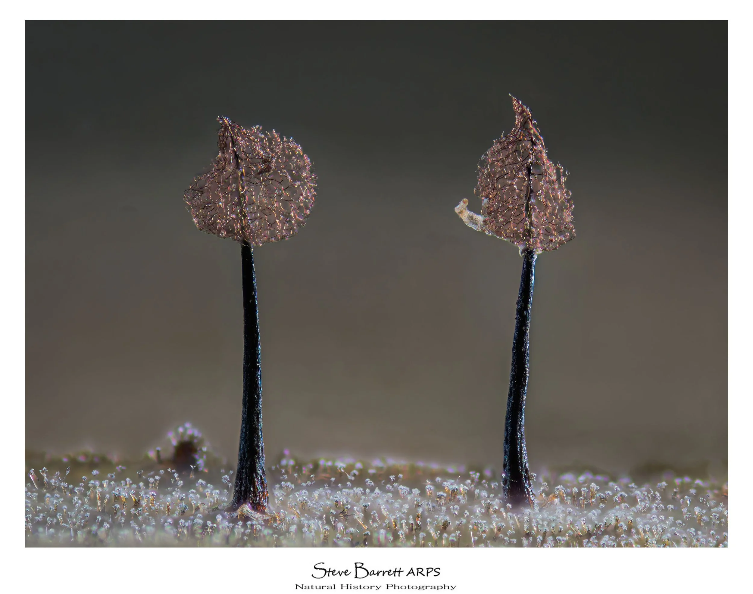 Slime Mold