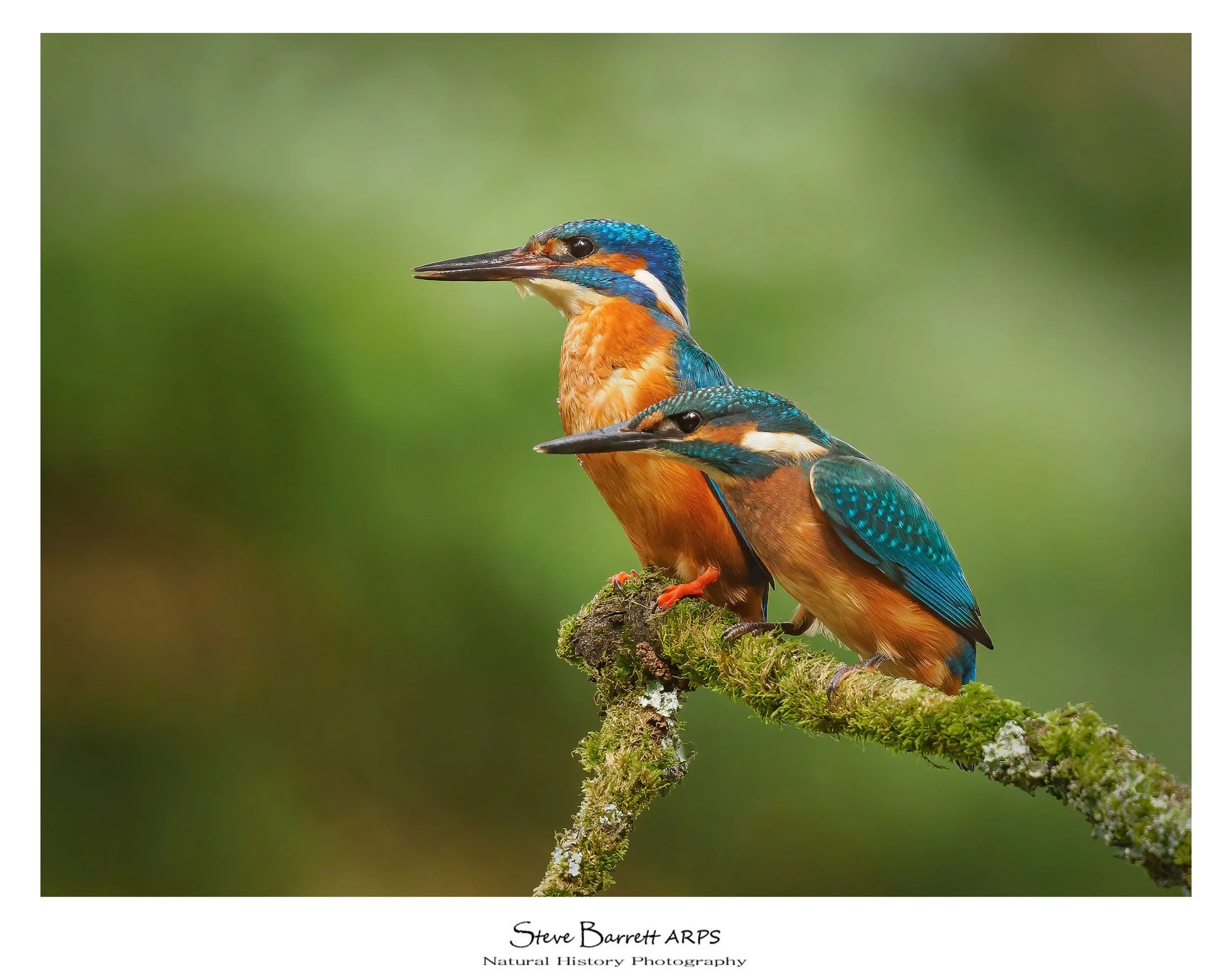 Kingfisher