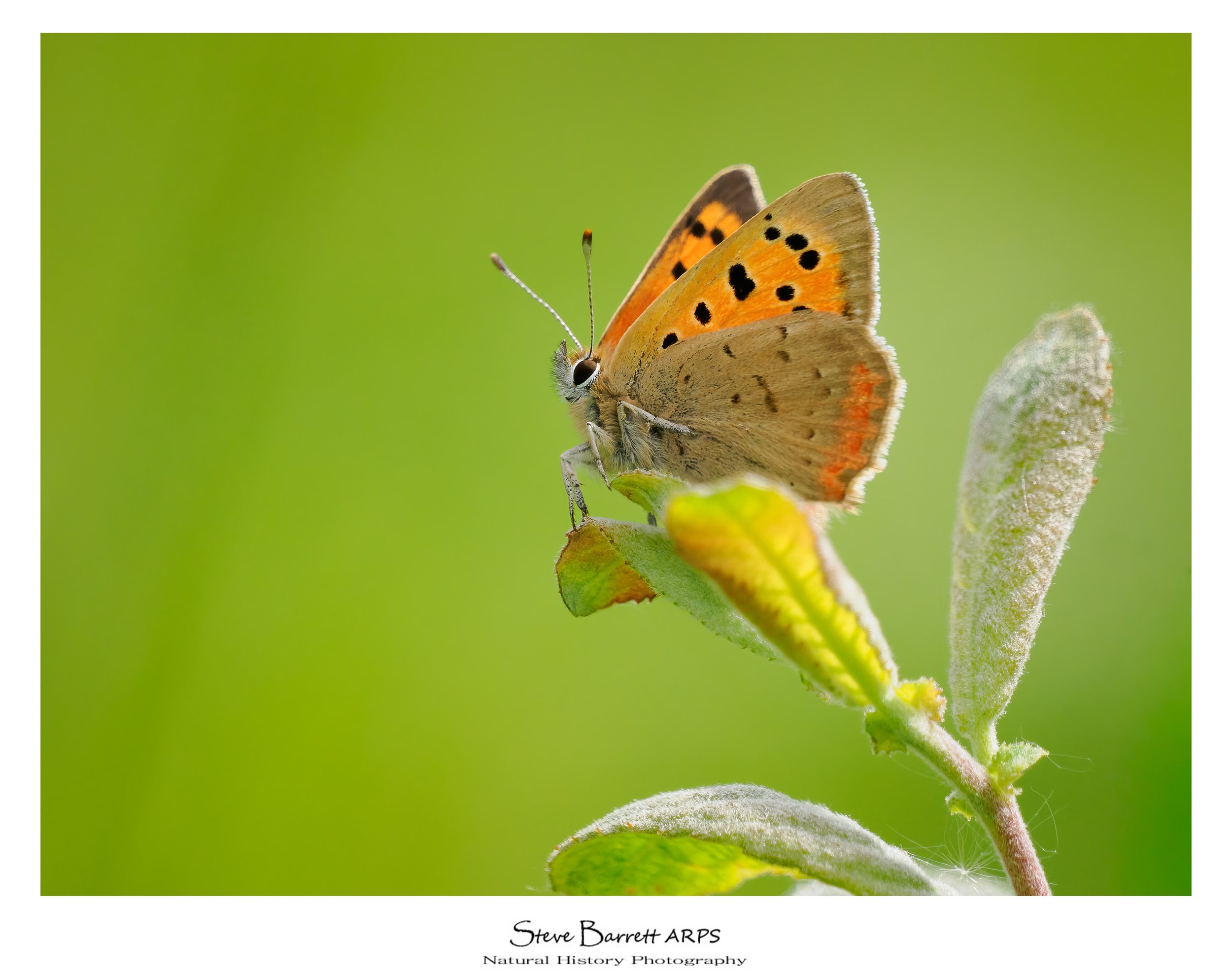 Small Copper