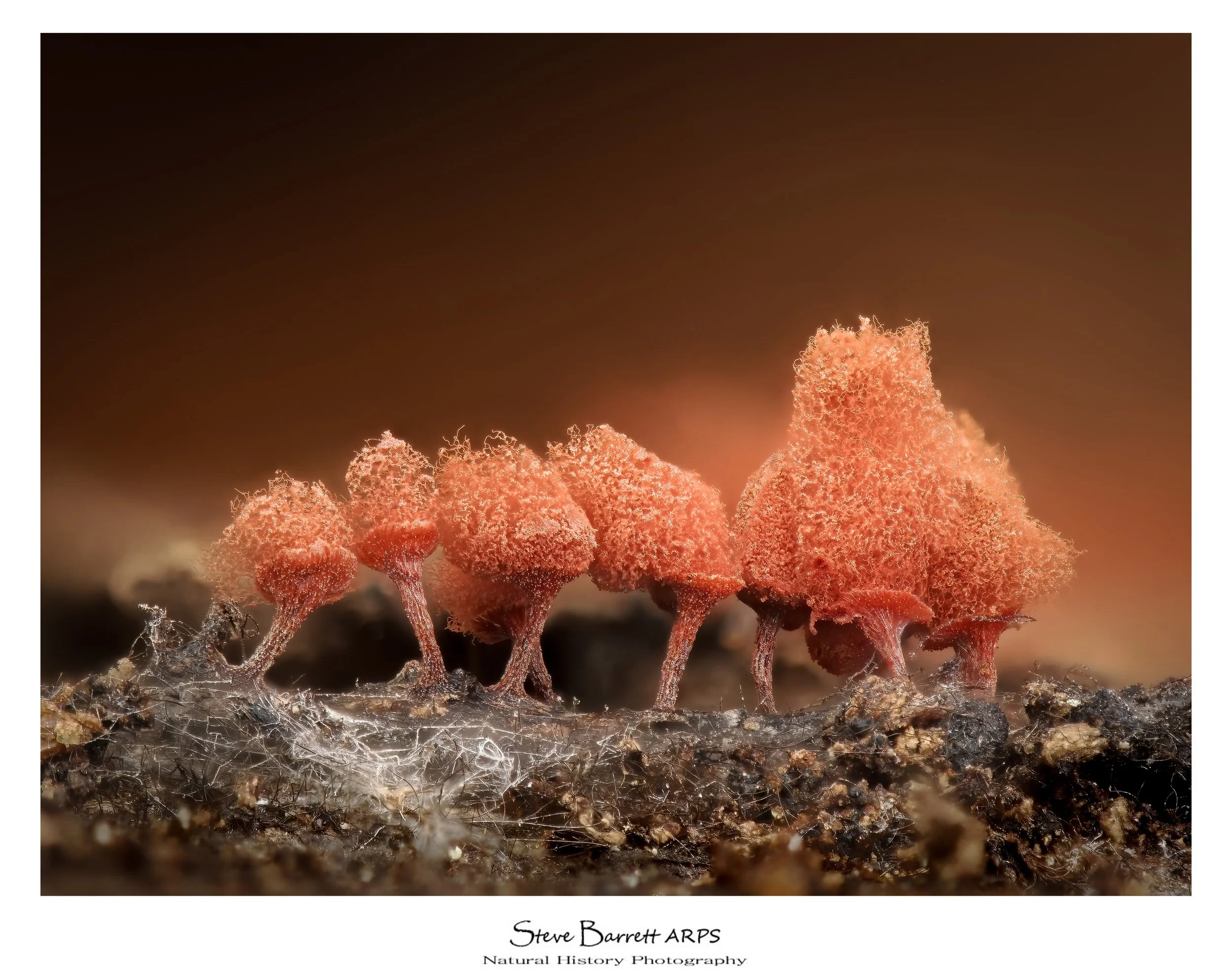 Cotton Candy Slime Mold