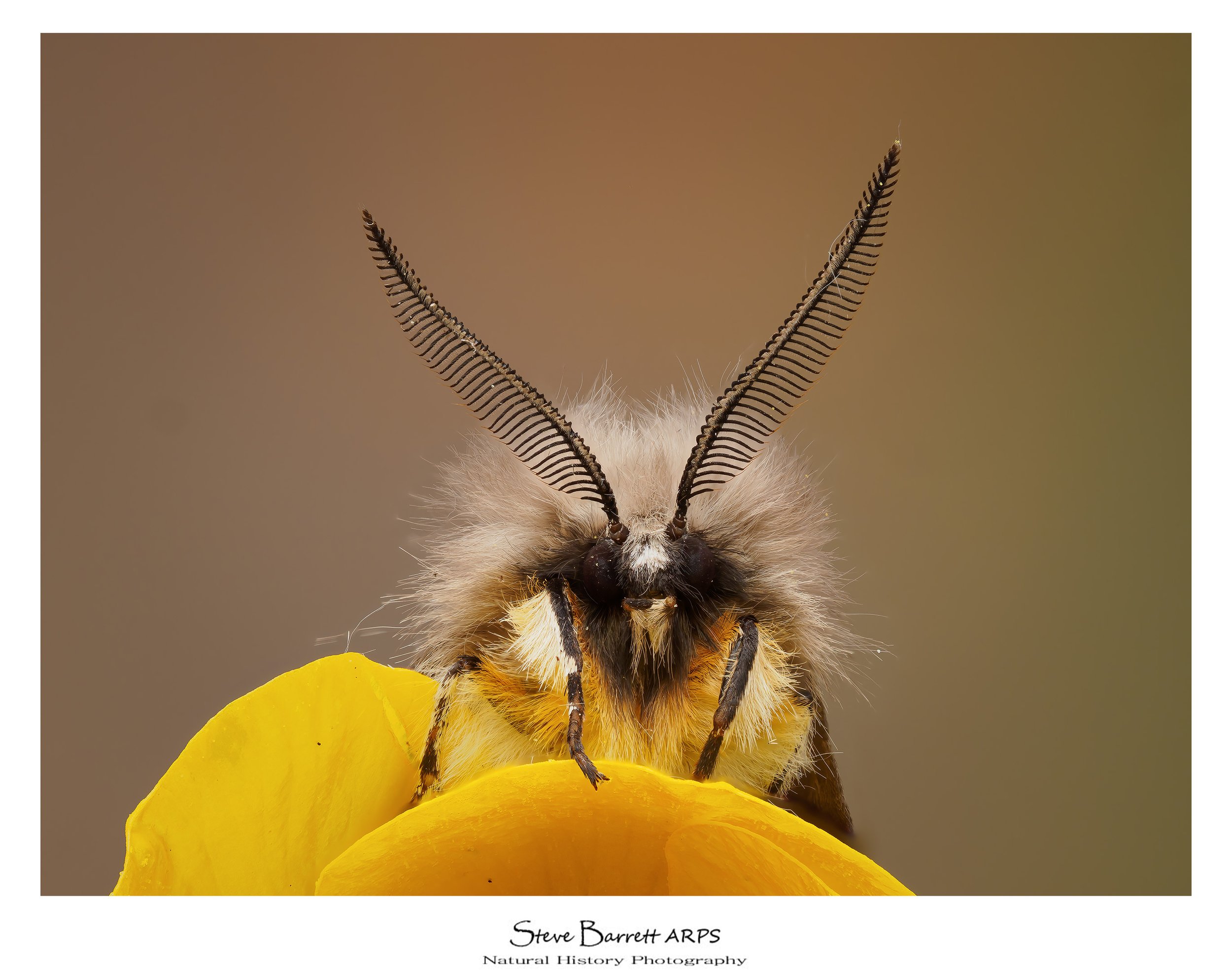 Muslin Moth