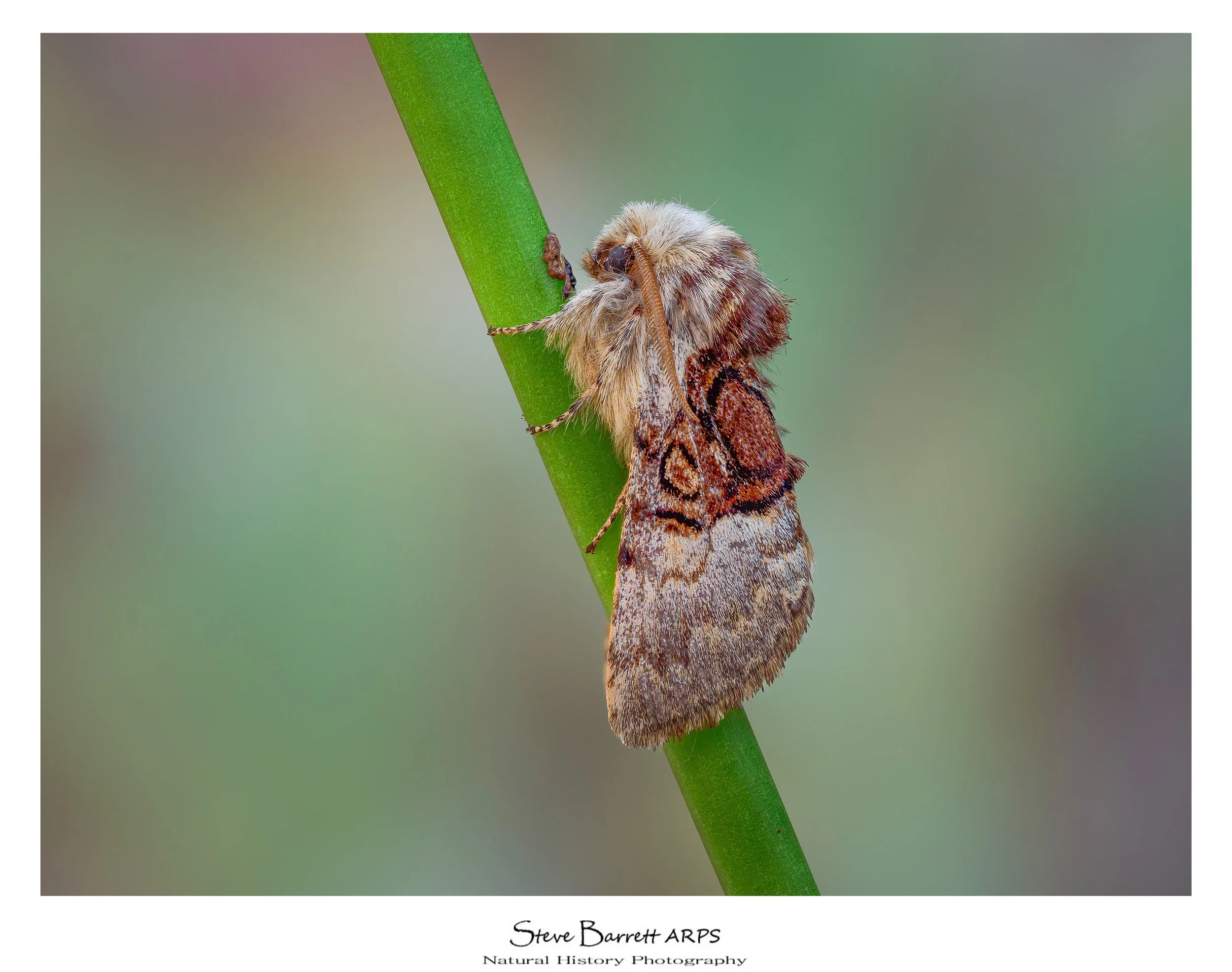 Nut Tree Tussock