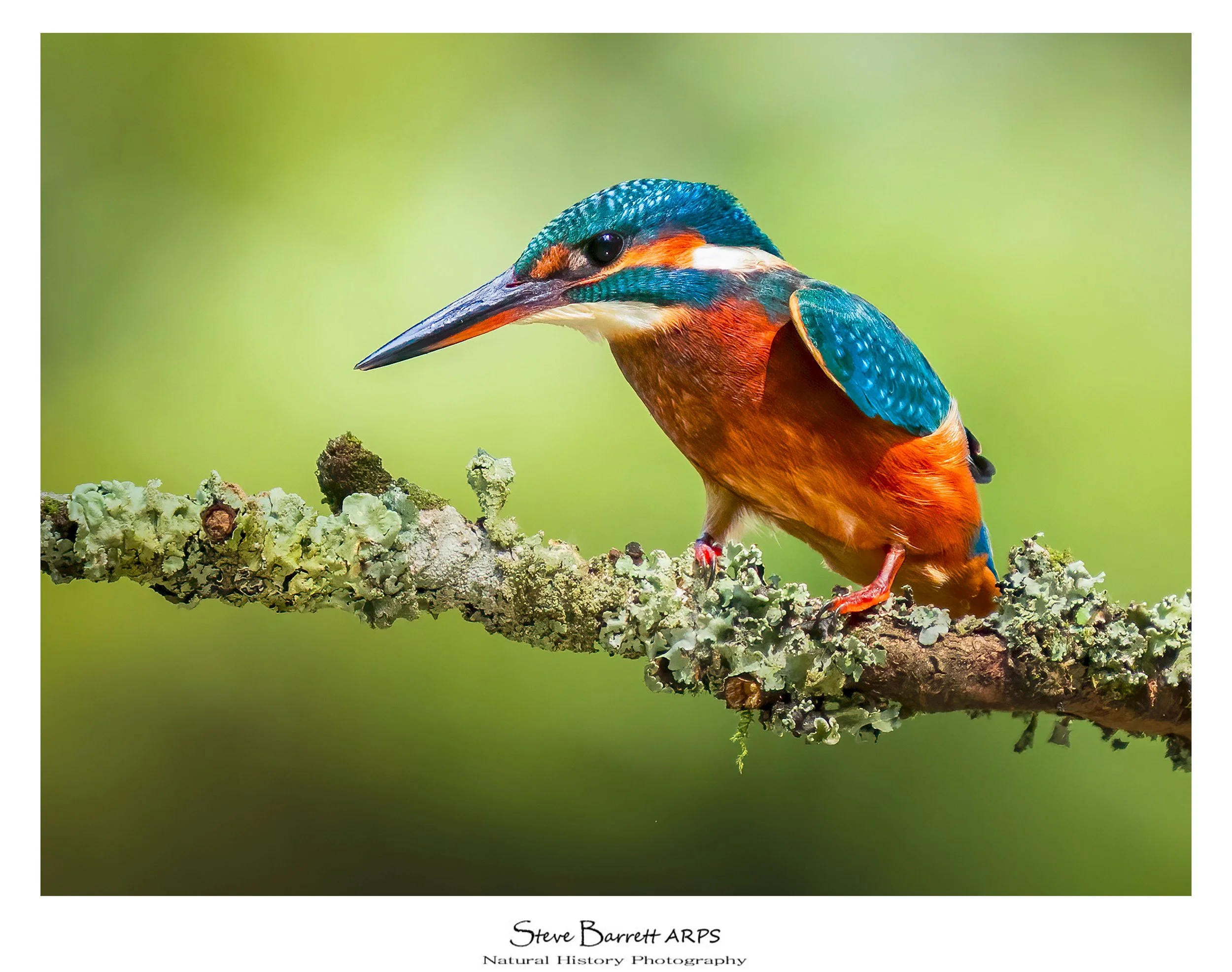 Kingfisher
